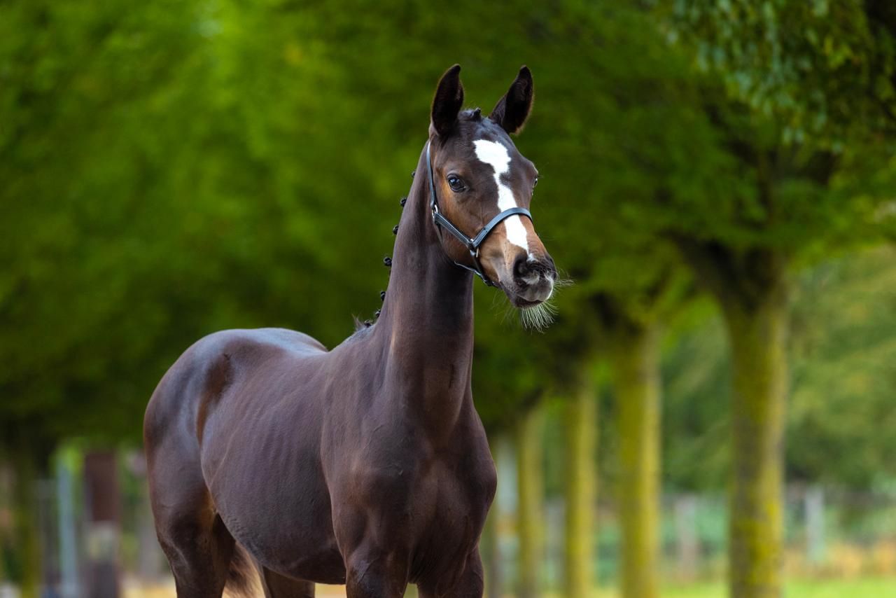 kwpn dressuurpaard merrie 0 år donkerbruin till salu - Foto 3