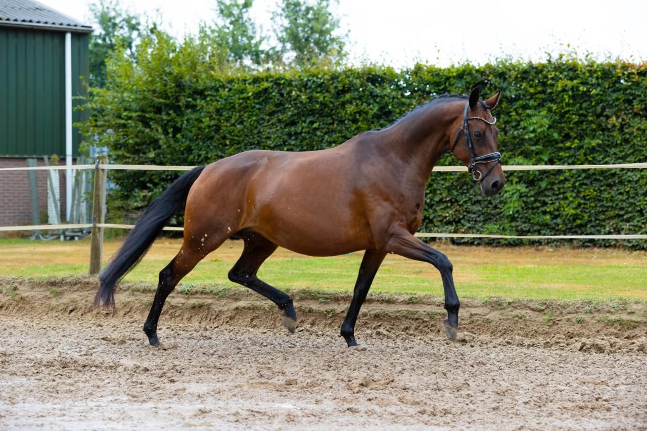 kwpn dressuurpaard merrie 0 år donkerbruin till salu - Foto 5