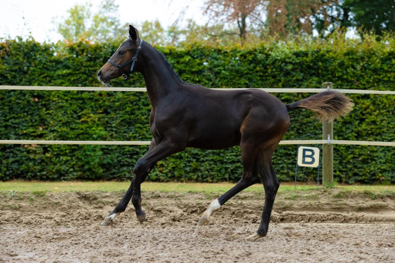 kwpn dressuurpaard merrie 0 år donkerbruin till salu - Foto 2