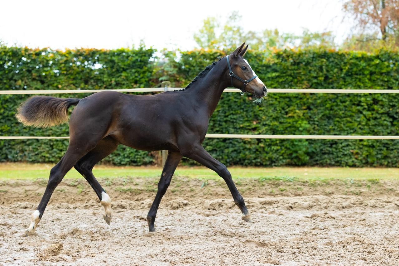 kwpn dressuurpaard merrie 0 år donkerbruin till salu - Foto 4