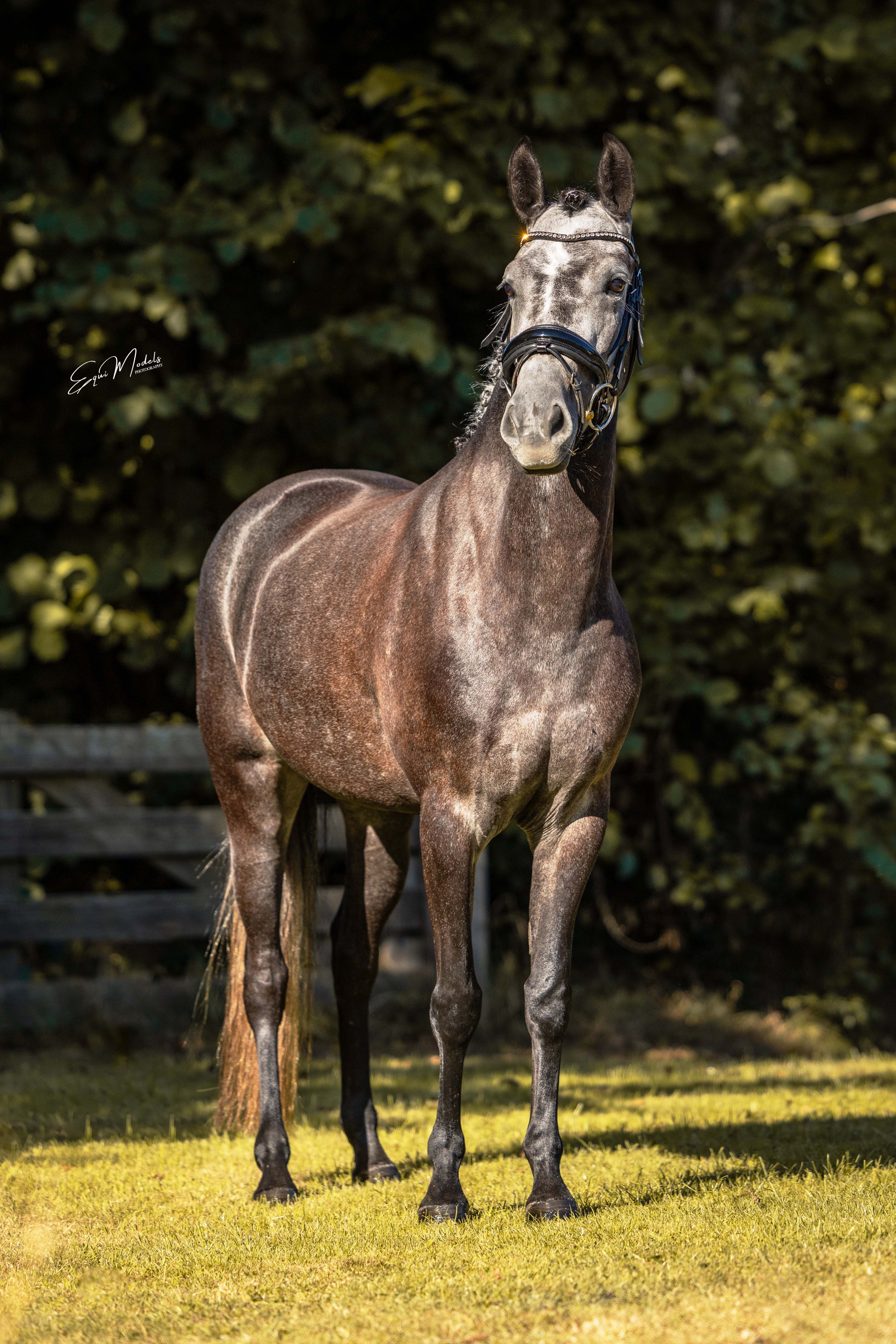 Talentovaná skoková klisna New Forest na prodej