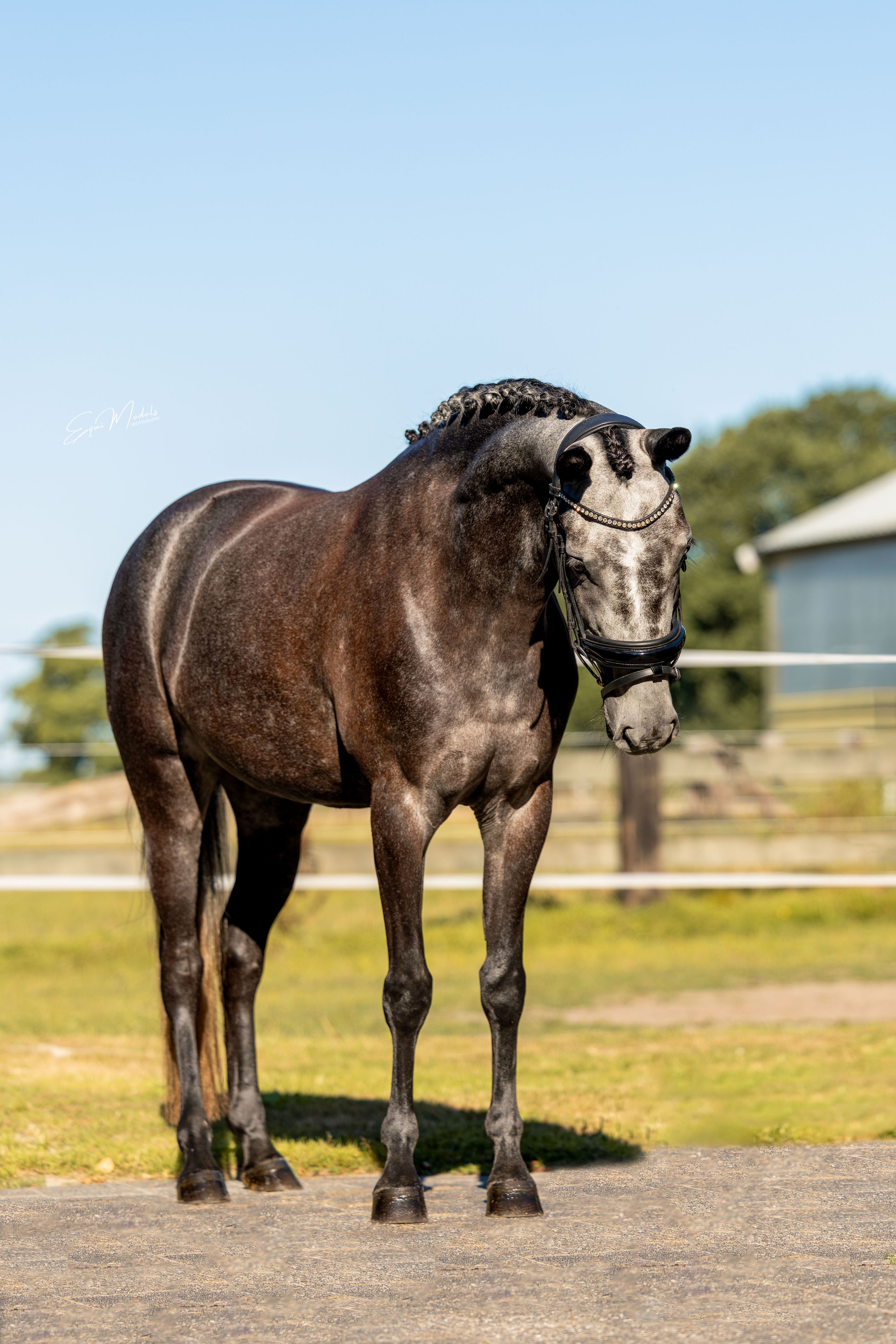 new-forest springpony merrie 4 let schimmel na prodej - Foto 3
