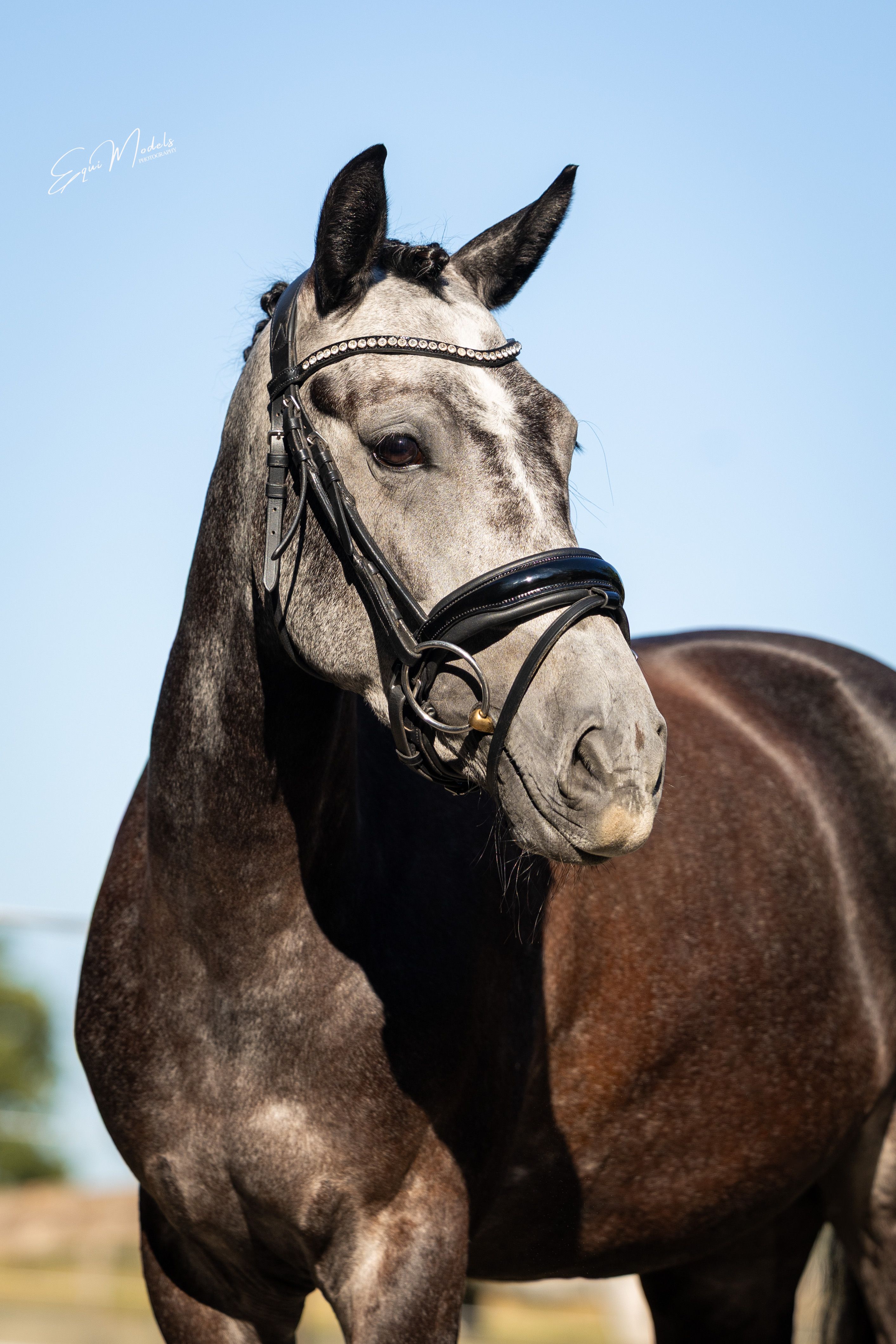 new-forest springpony merrie 4 let schimmel na prodej - Foto 2