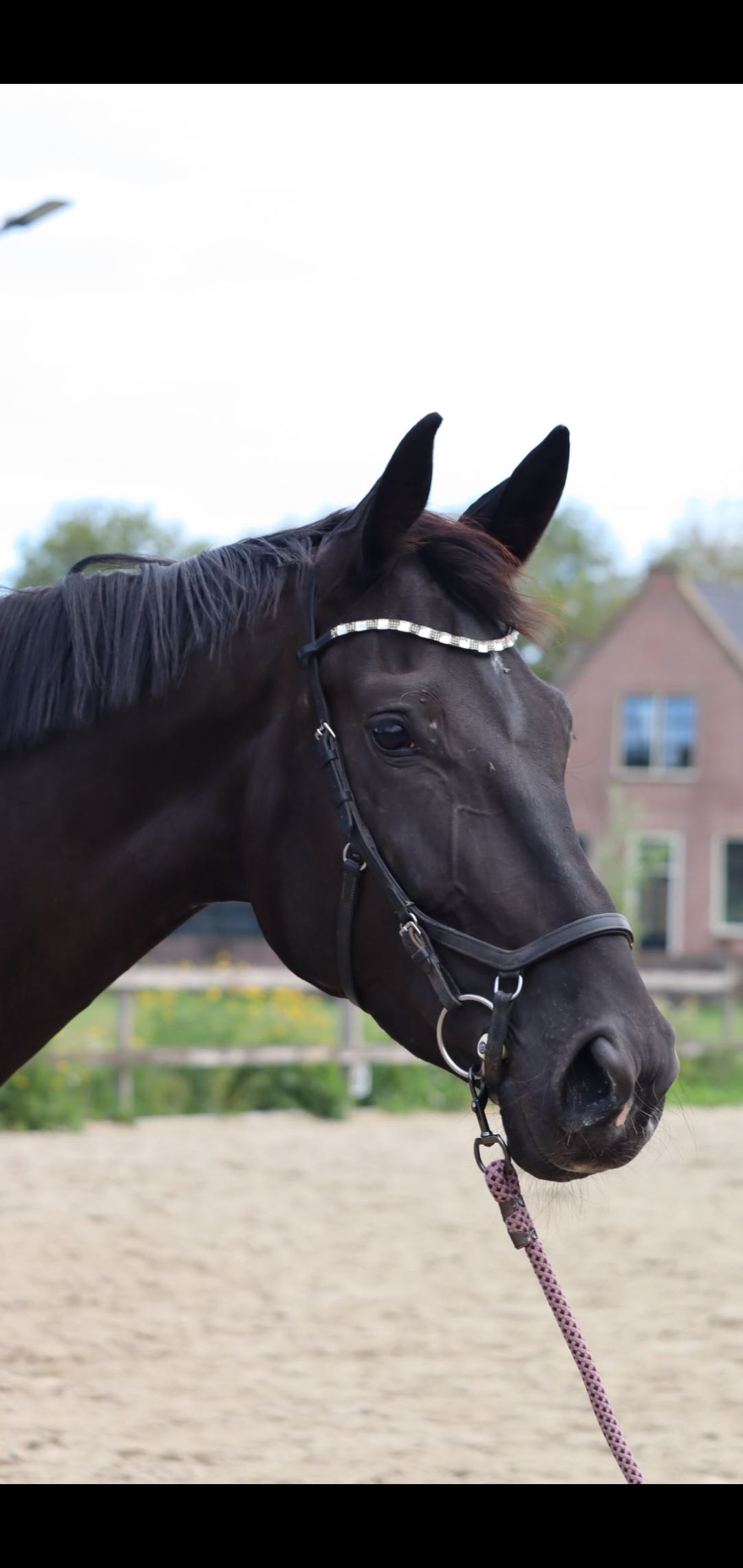 Handsome four-year-old dressage mare