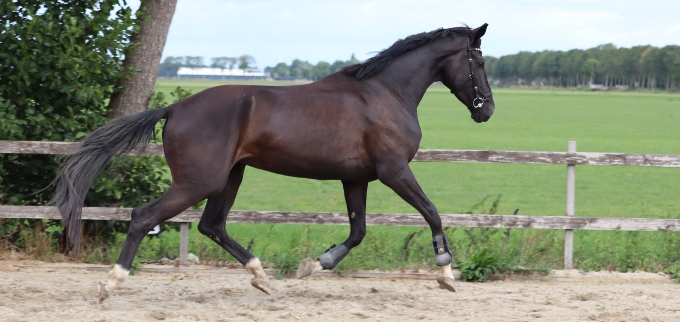 kwpn dressuurpaard merrie 4 years old zwart for sale - Photo 4