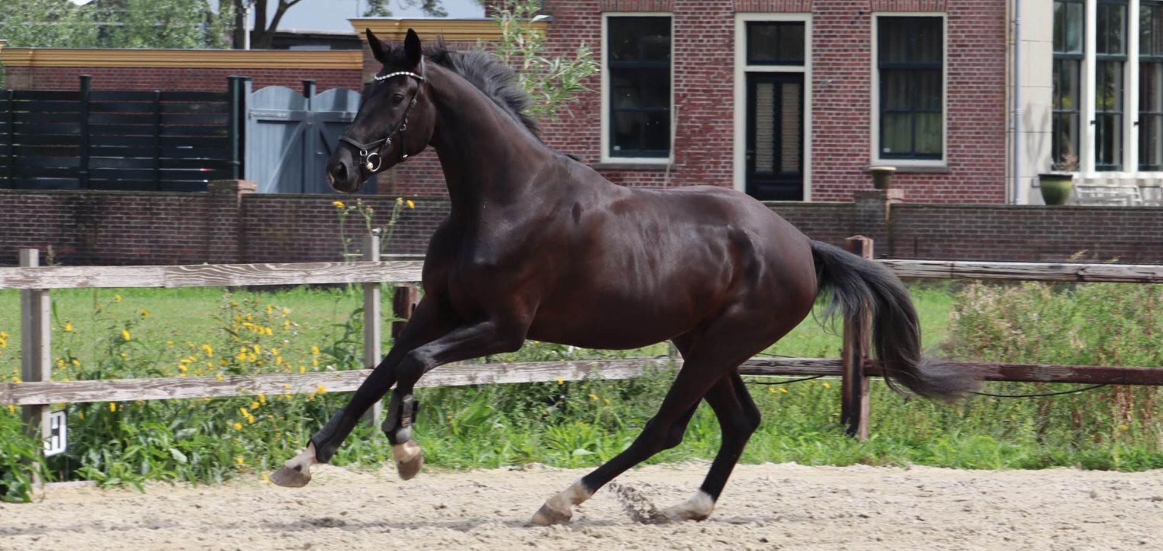 kwpn dressuurpaard merrie 4 years old zwart for sale - Photo 5