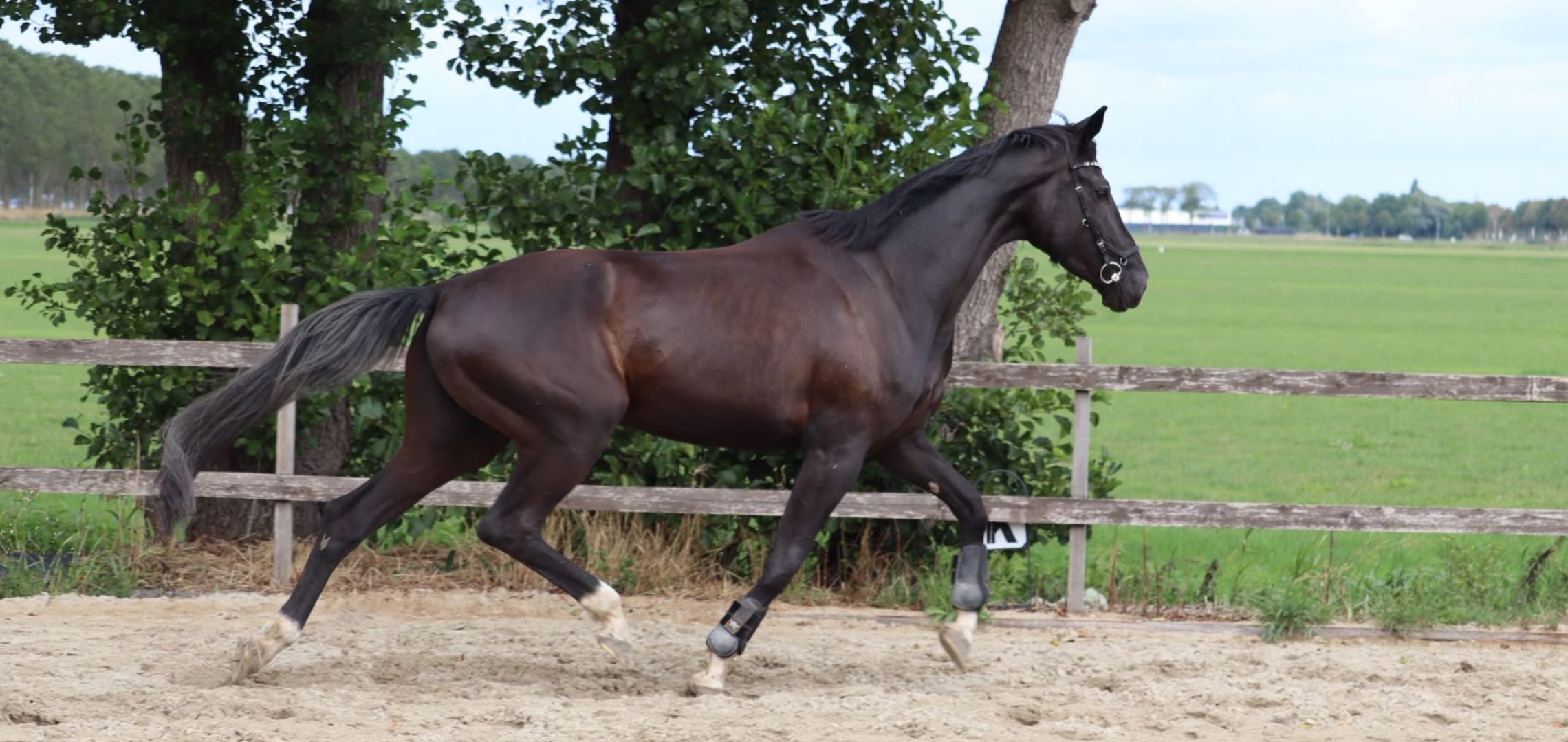 kwpn dressuurpaard merrie 4 years old zwart for sale - Photo 3