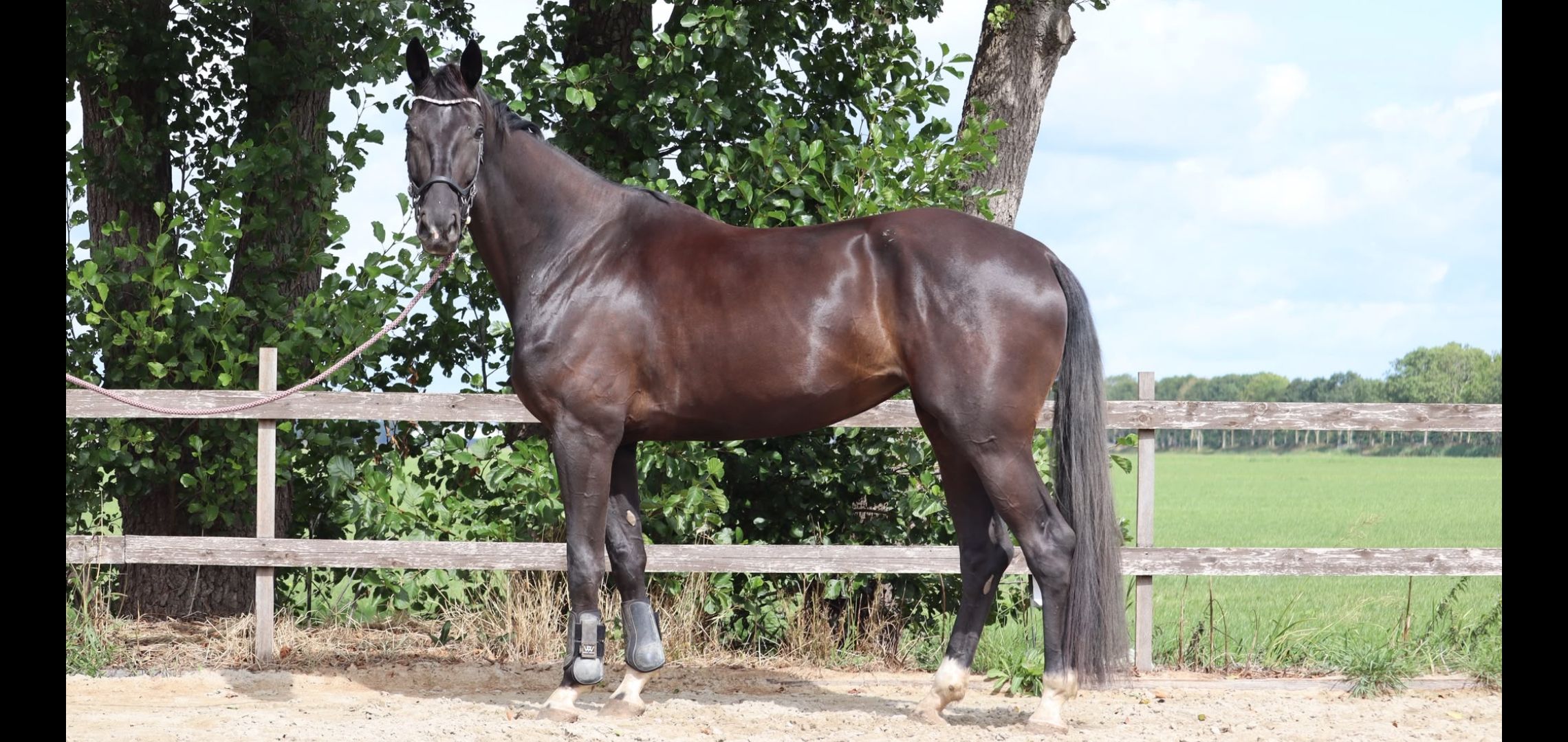 kwpn dressuurpaard merrie 4 years old zwart for sale - Photo 2