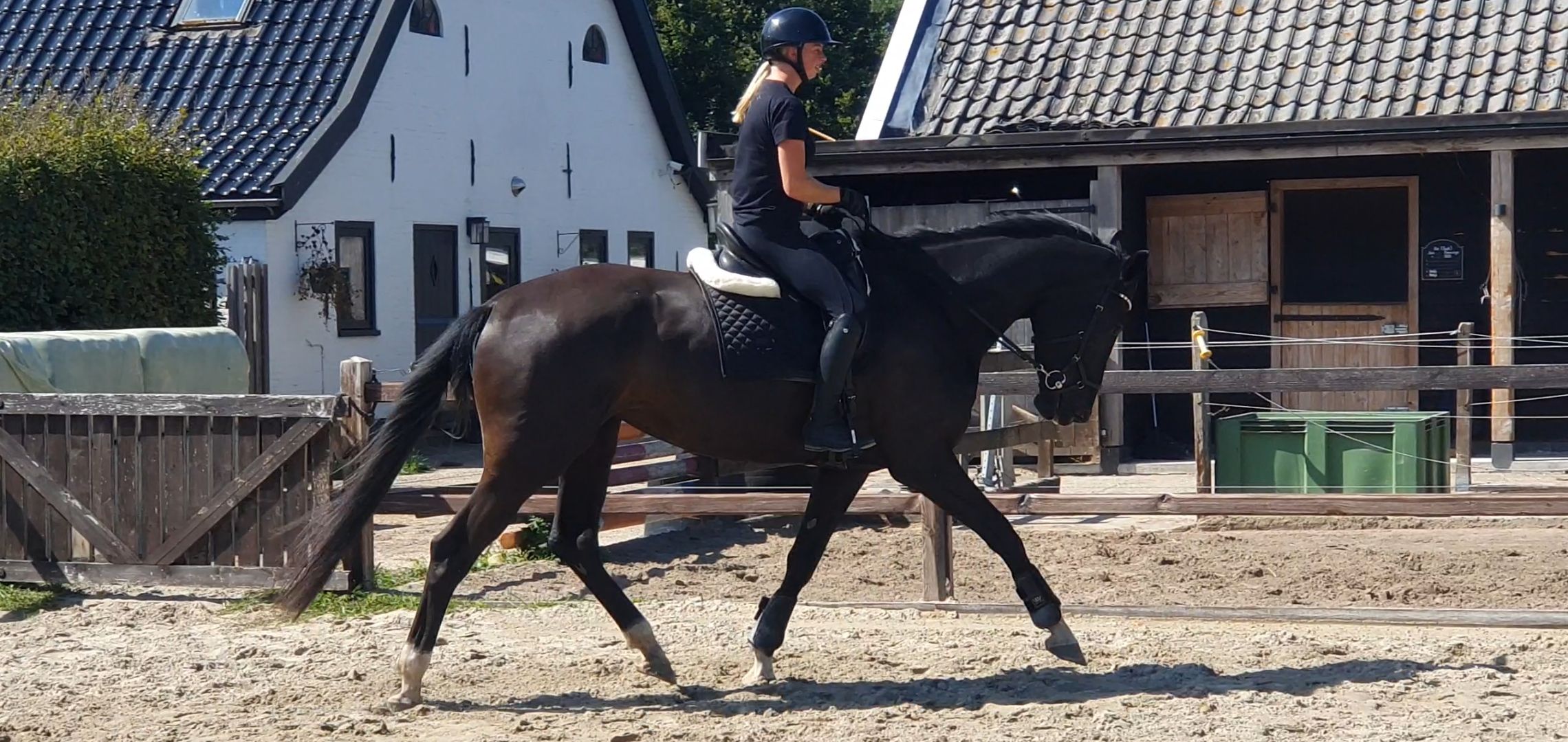 kwpn dressuurpaard merrie 4 years old zwart for sale - Photo 6