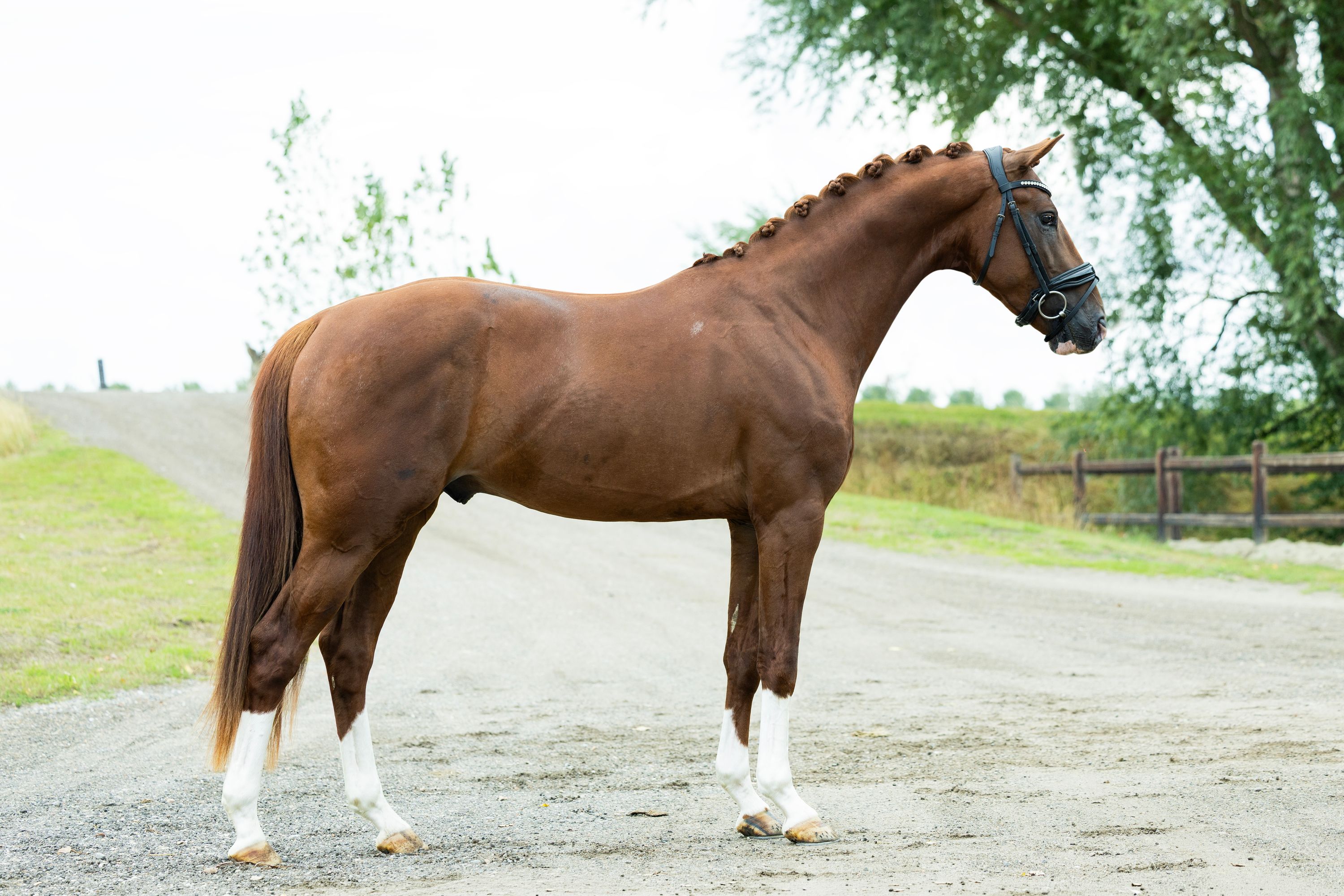 kwpn dressuurpaard hengst 3 let vos na prodej - Foto 3