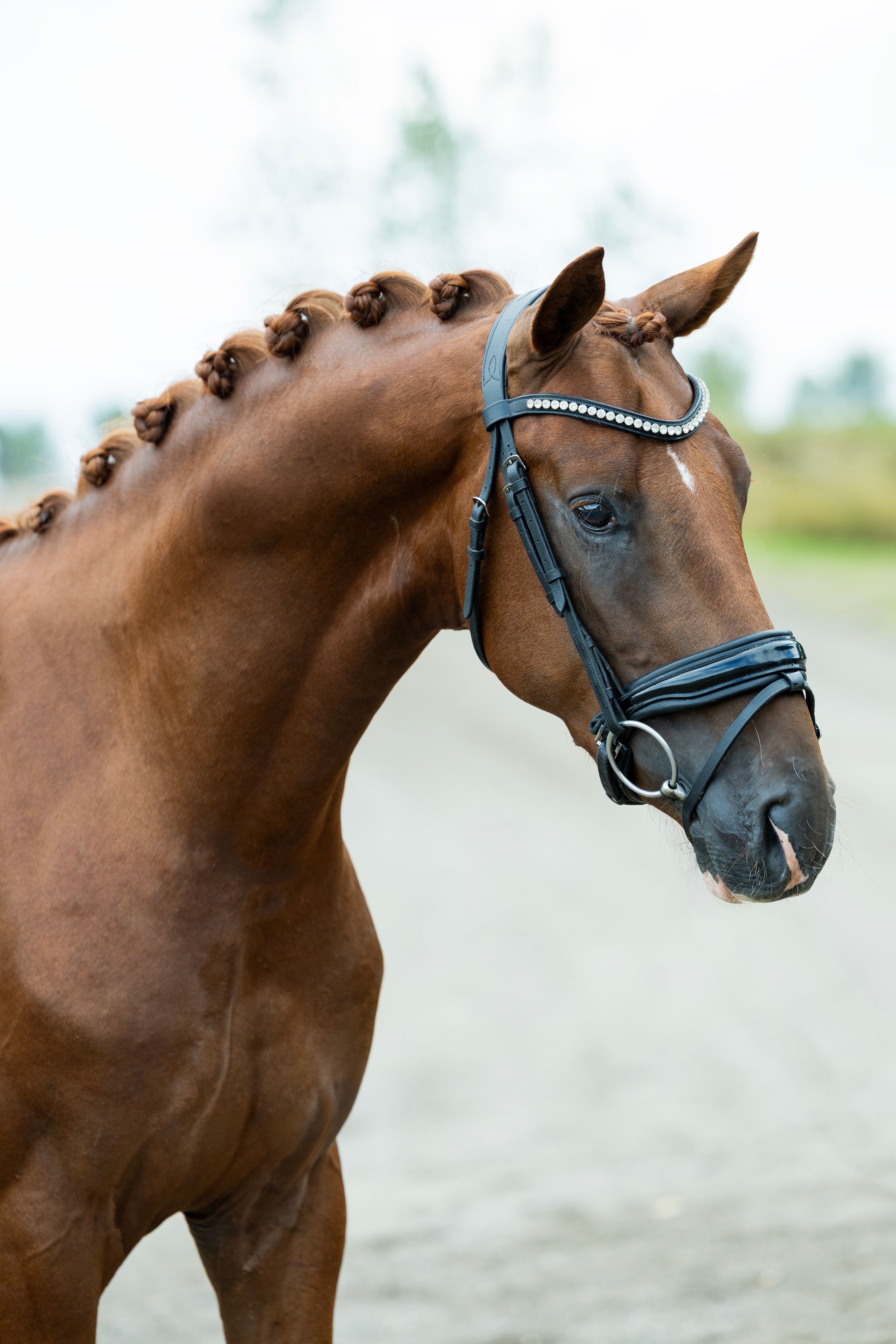 kwpn dressuurpaard hengst 3 let vos na prodej - Foto 5