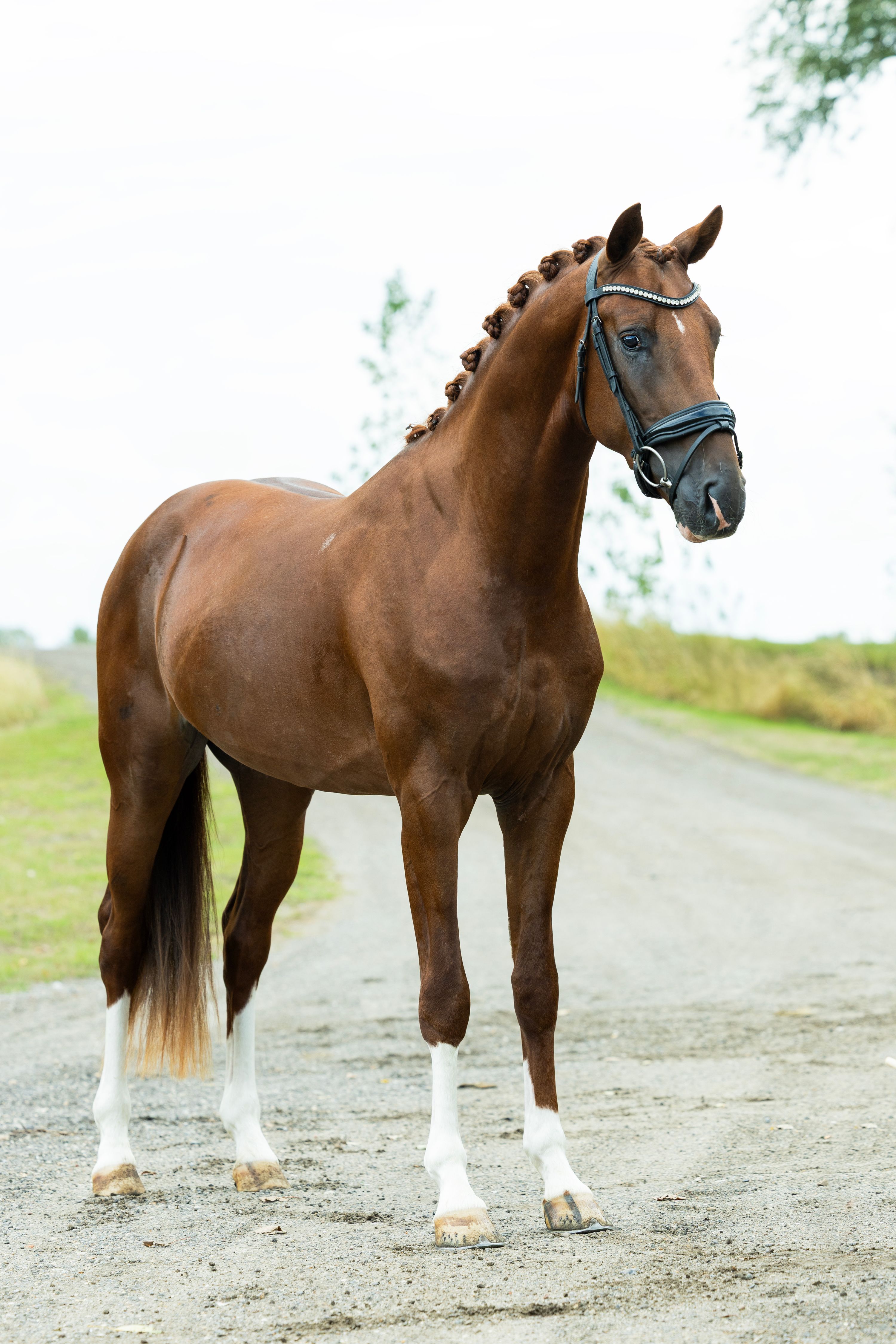 kwpn dressuurpaard hengst 3 let vos na prodej - Foto 4