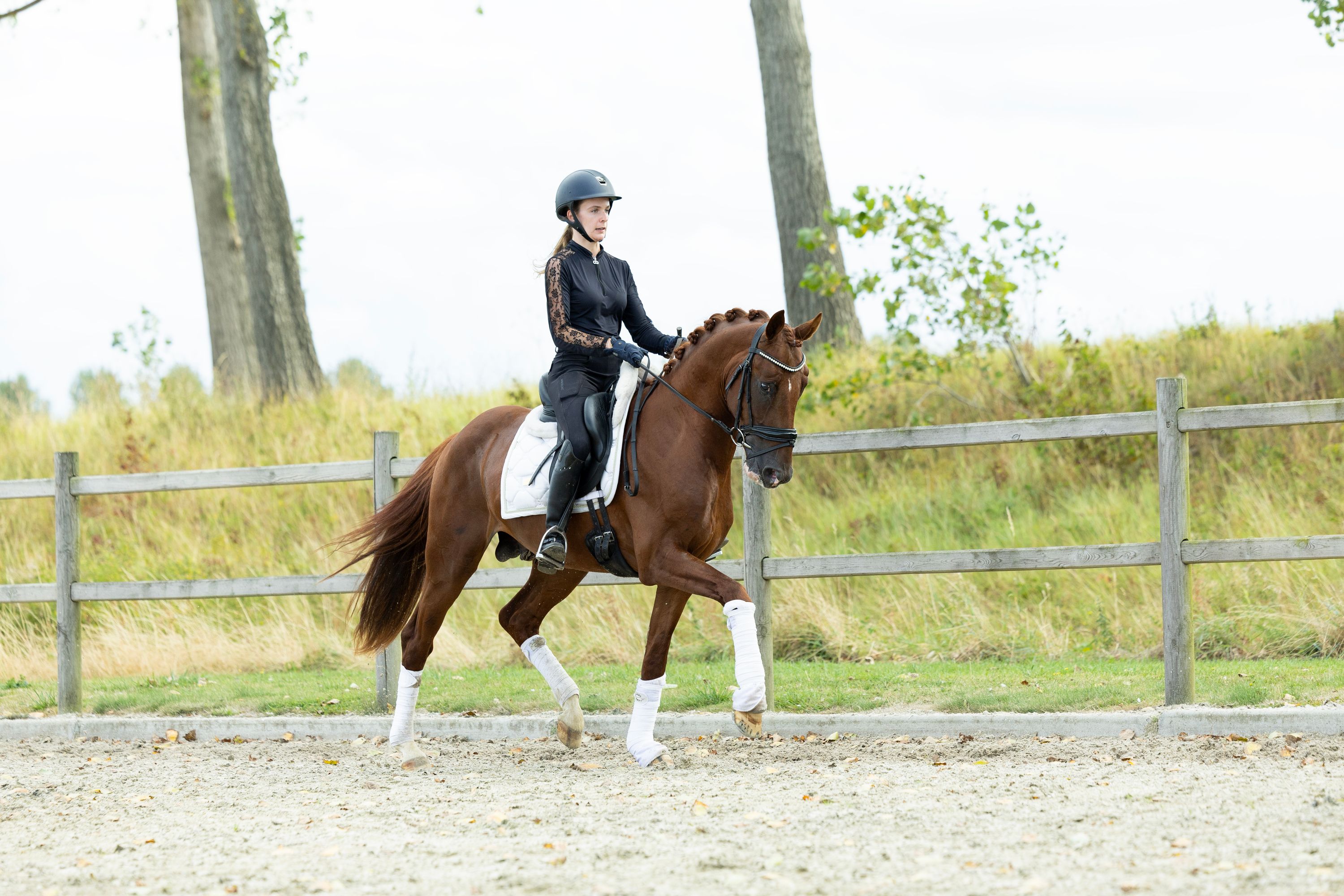 kwpn dressuurpaard hengst 3 let vos na prodej - Foto 2