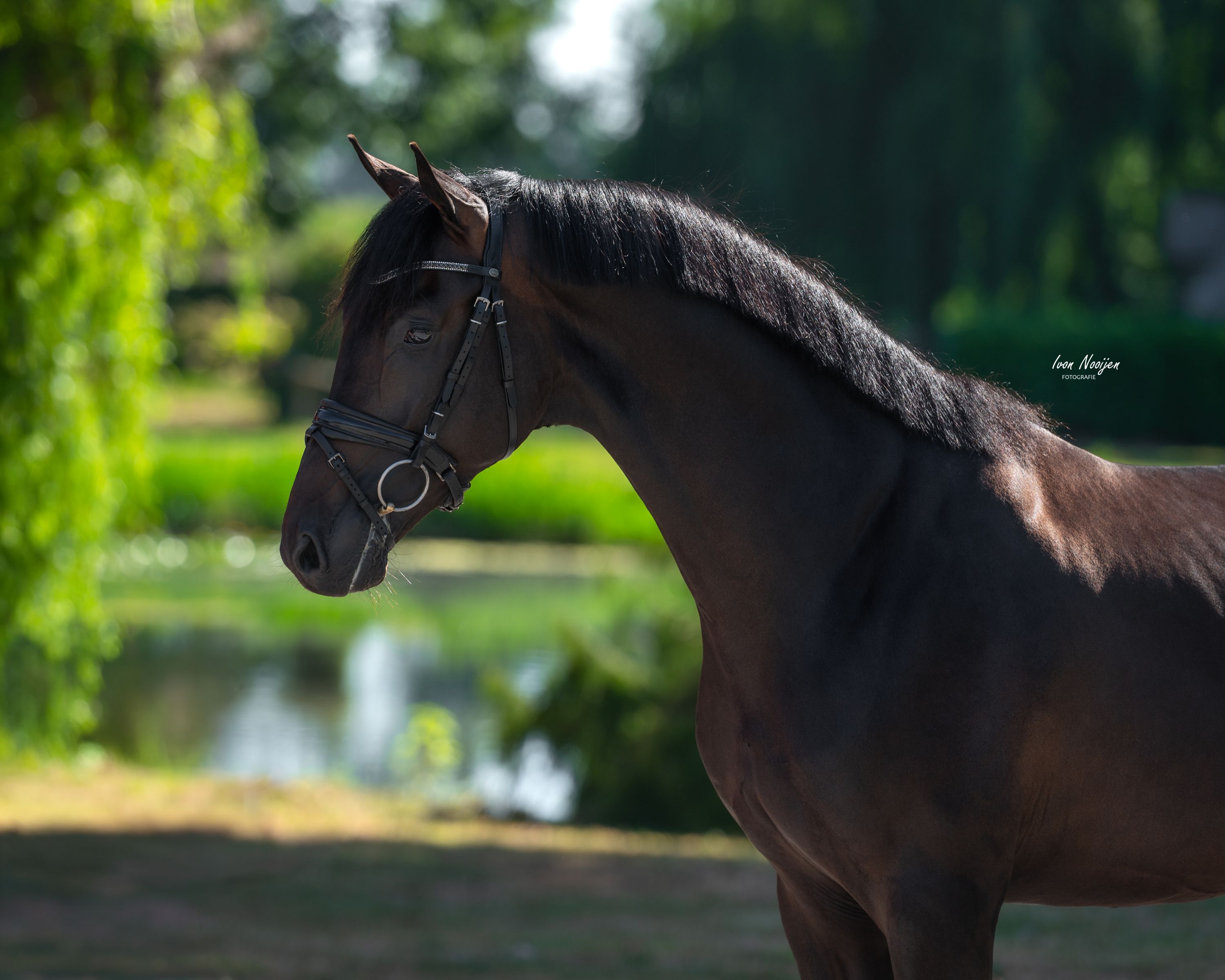 dressuurpaard ruin 3 years old for sale - Photo 2