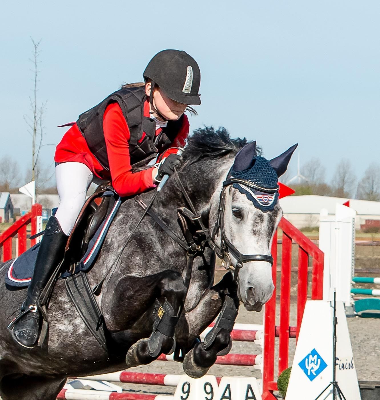 new-forest allround-pony merrie 7 år schimmel till salu - Foto 2