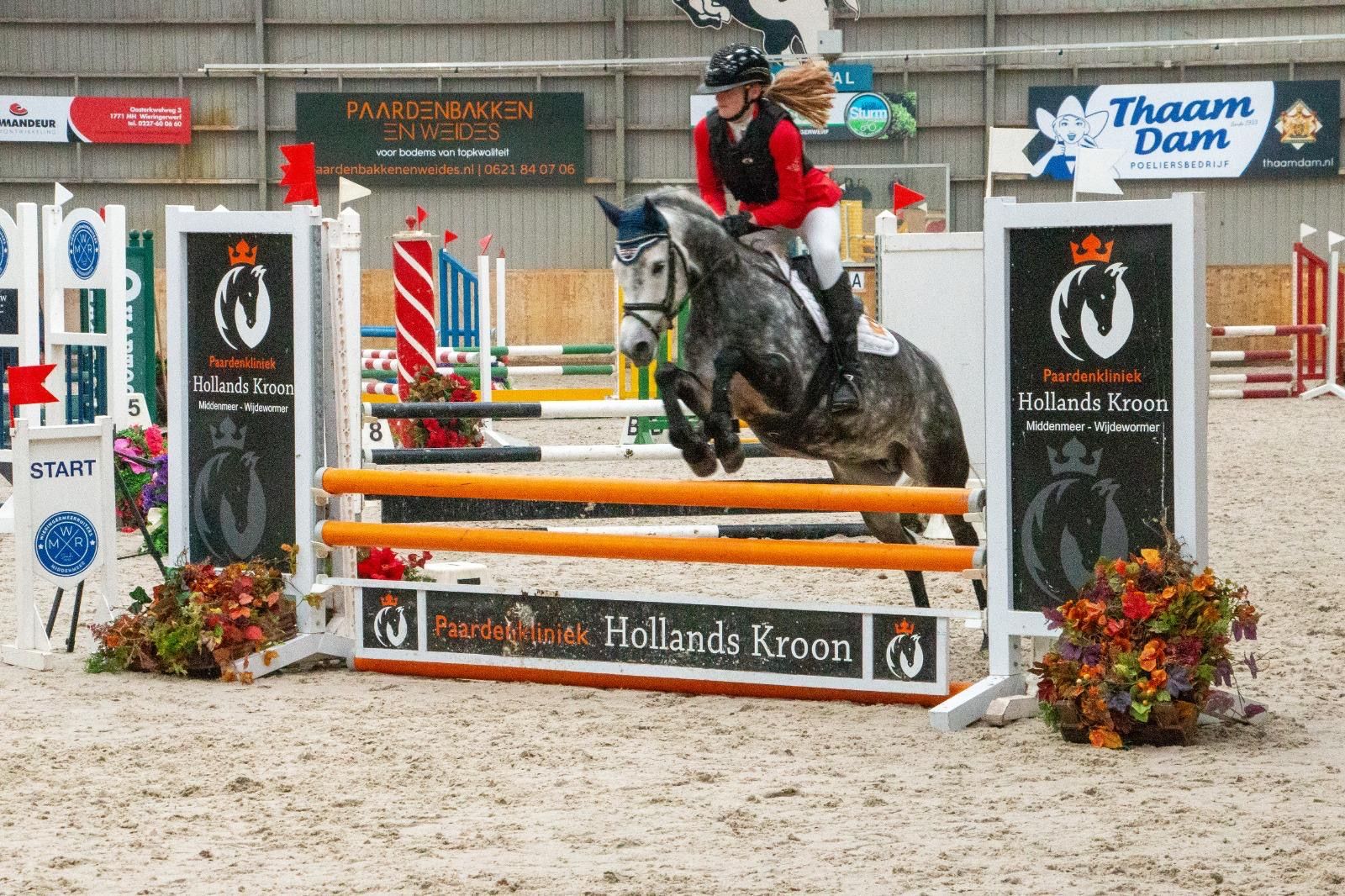 new-forest allround-pony merrie 7 år schimmel till salu - Foto 3