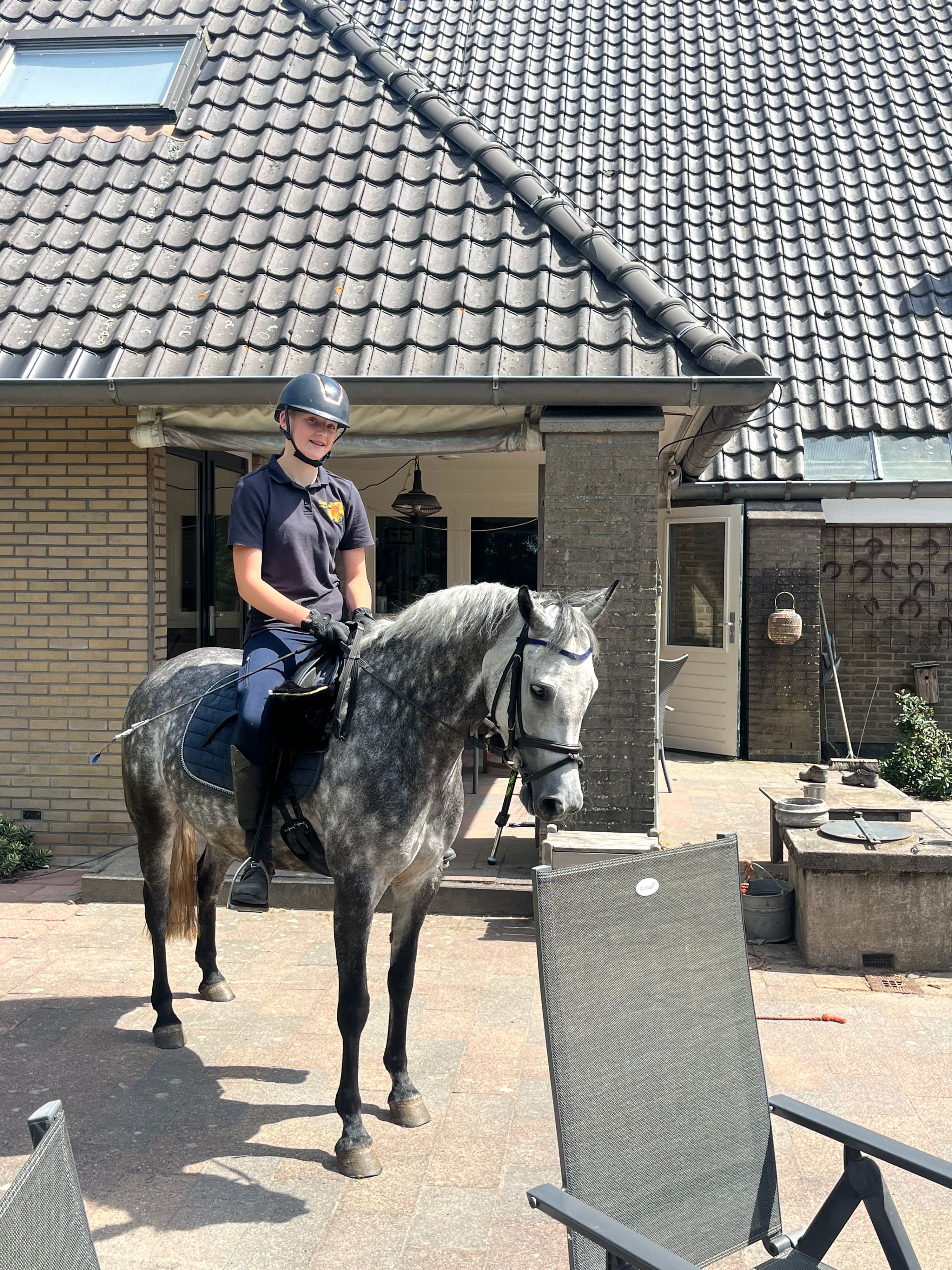 new-forest allround-pony merrie 7 år schimmel till salu - Foto 5