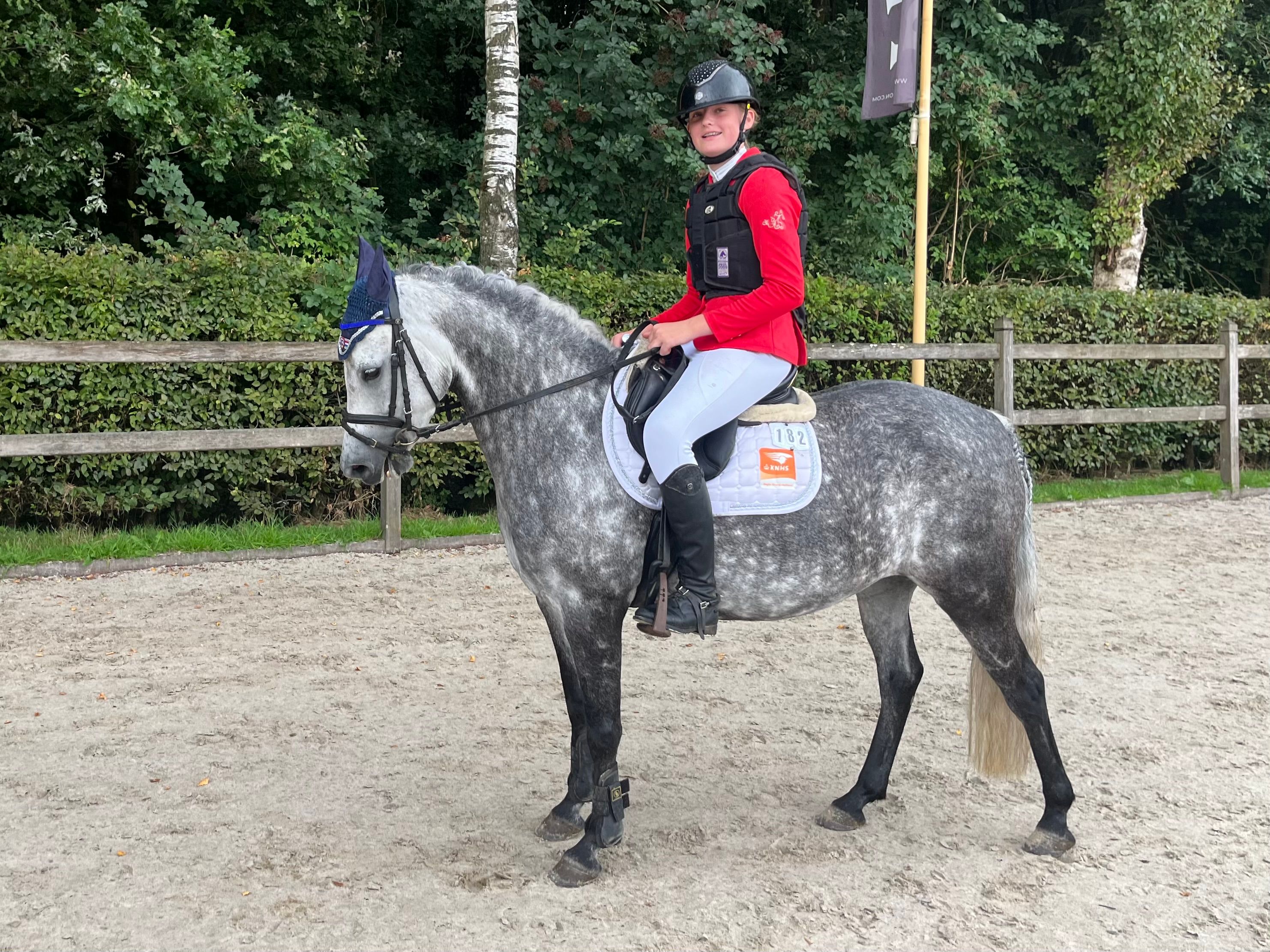 new-forest allround-pony merrie 7 år schimmel till salu - Foto 4