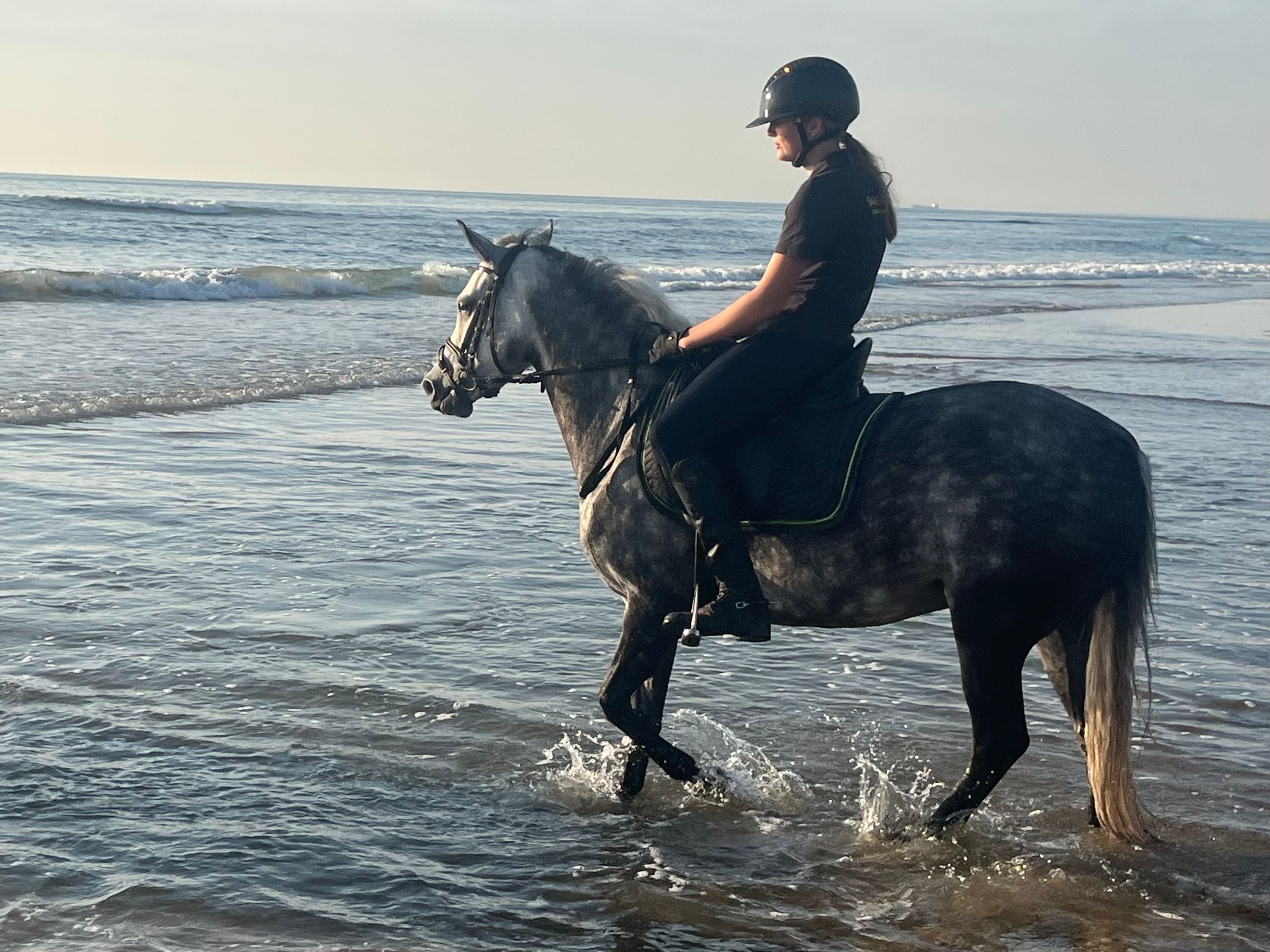 new-forest allround-pony merrie 7 år schimmel till salu - Foto 6