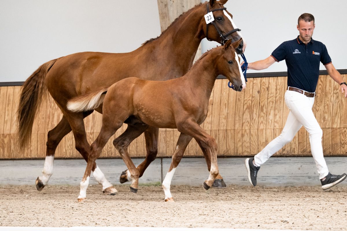 kwpn dressuurpaard hengst 0 Jahre alt vos zu verkaufen - Foto 3