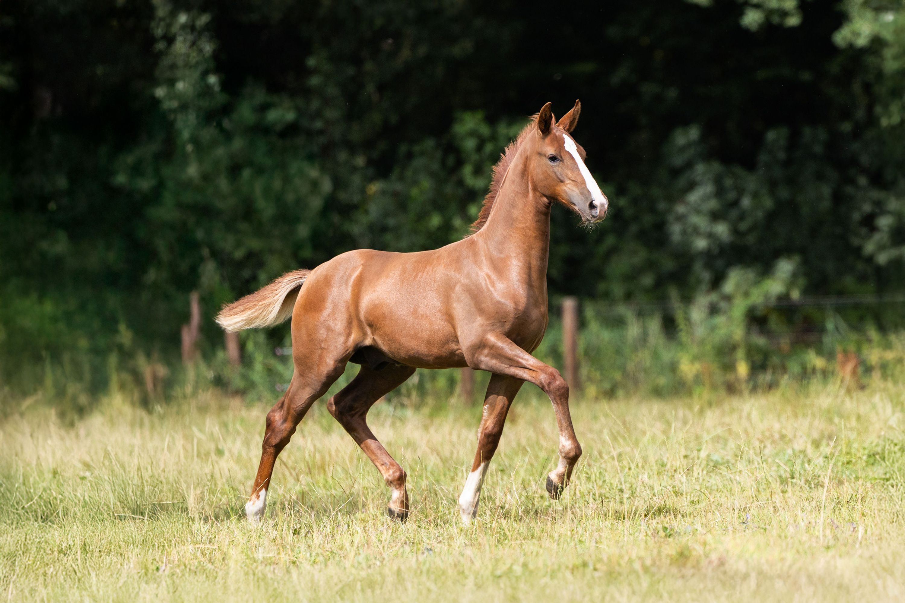 kwpn dressuurpaard hengst 0 Jahre alt vos zu verkaufen - Foto 2