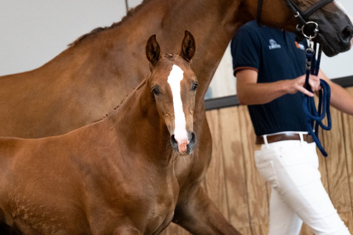 kwpn dressuurpaard hengst 0 Jahre alt vos zu verkaufen - Foto 5