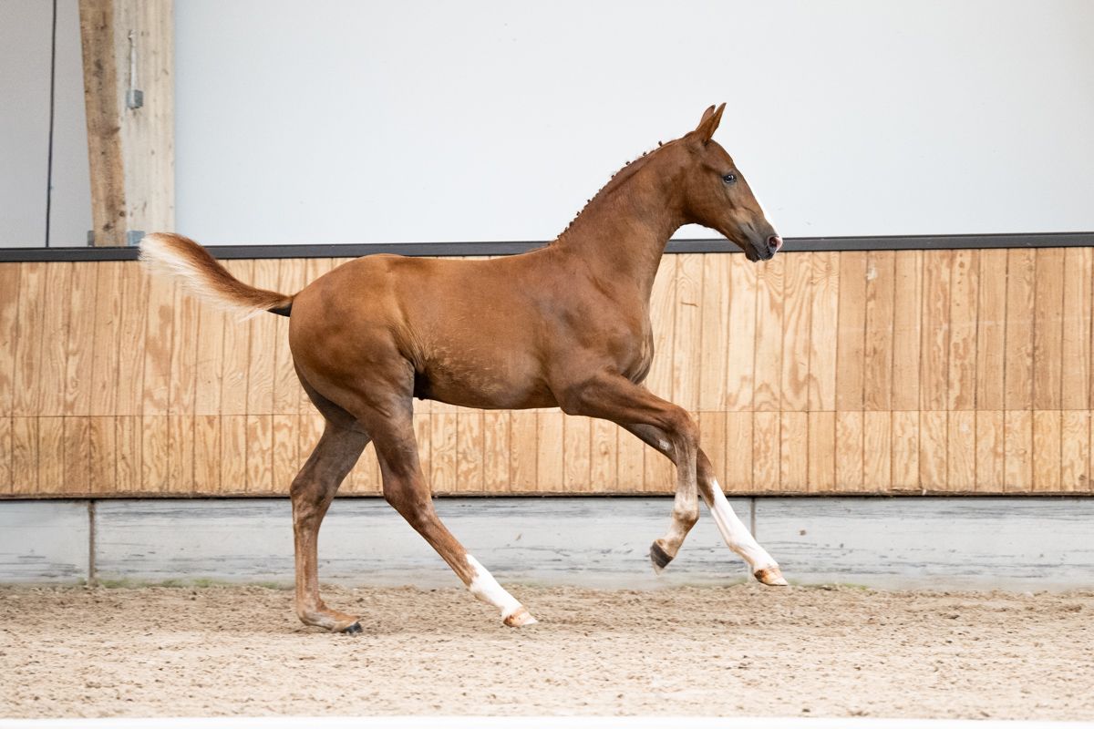 kwpn dressuurpaard hengst 0 Jahre alt vos zu verkaufen - Foto 4