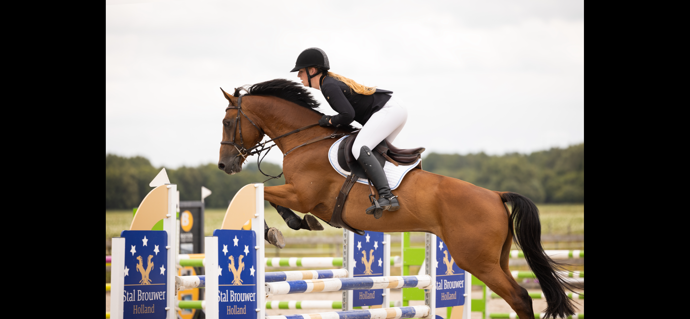 kwpn springpaard ruin 5 anni bruin in vendita - Foto 2