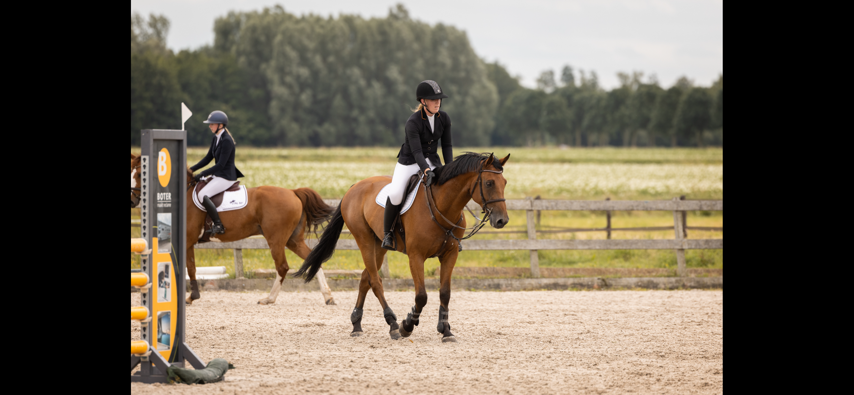 kwpn springpaard ruin 5 anni bruin in vendita - Foto 3
