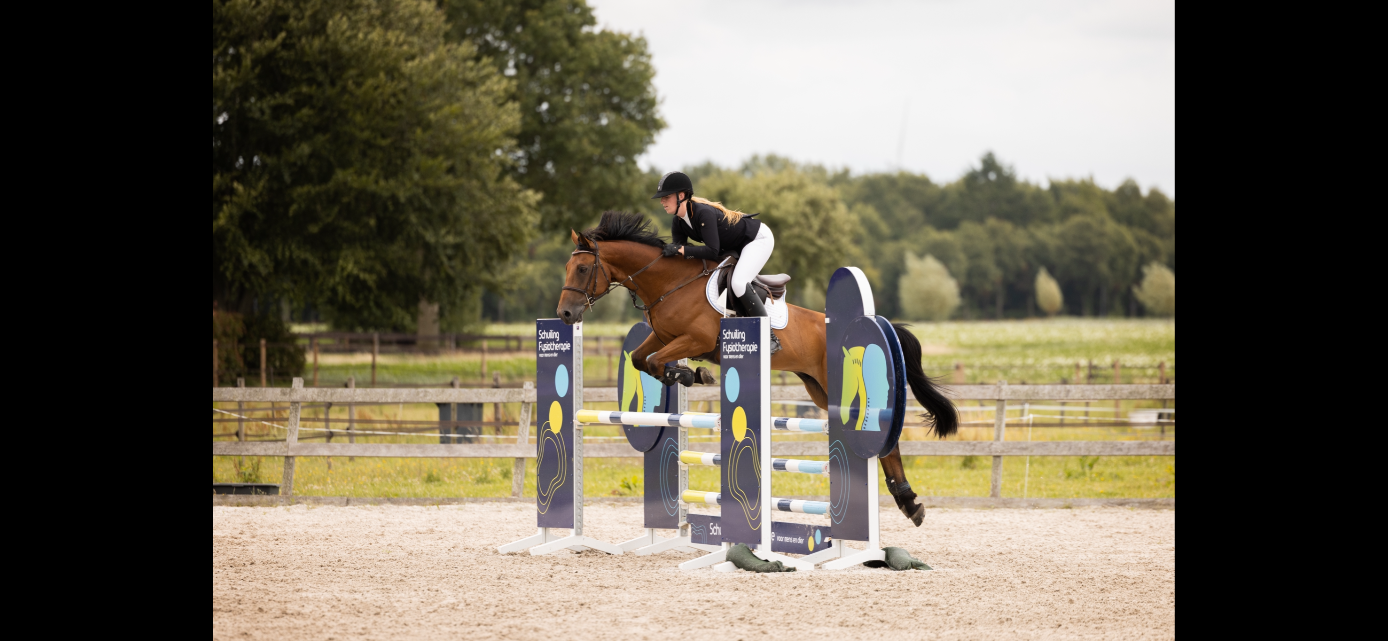 kwpn springpaard ruin 5 anni bruin in vendita - Foto 4