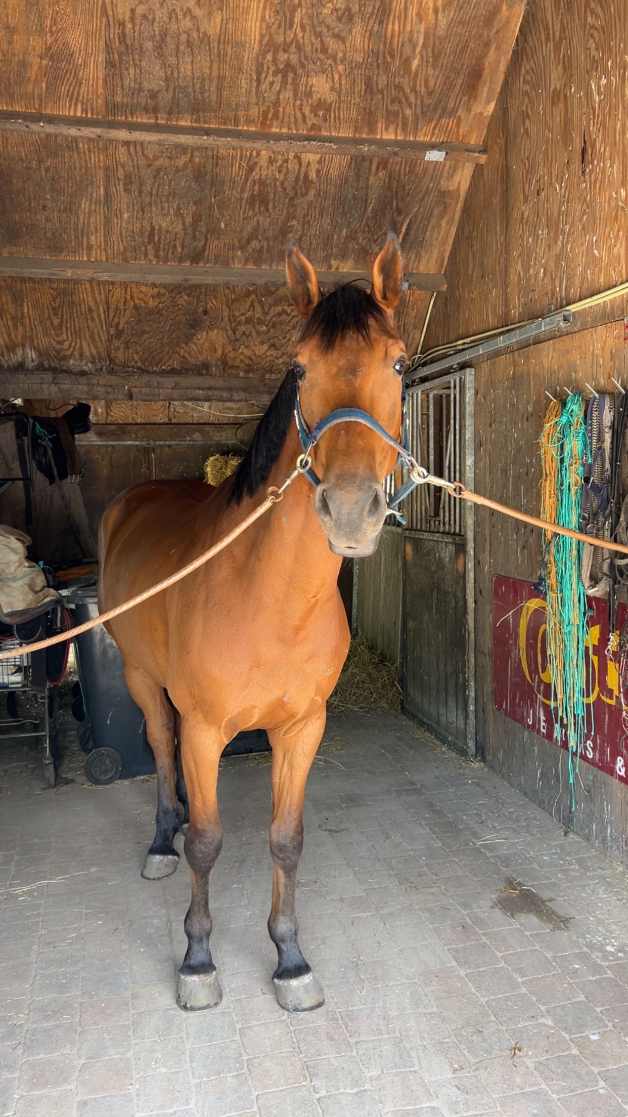 kwpn springpaard ruin 5 anni bruin in vendita - Foto 5