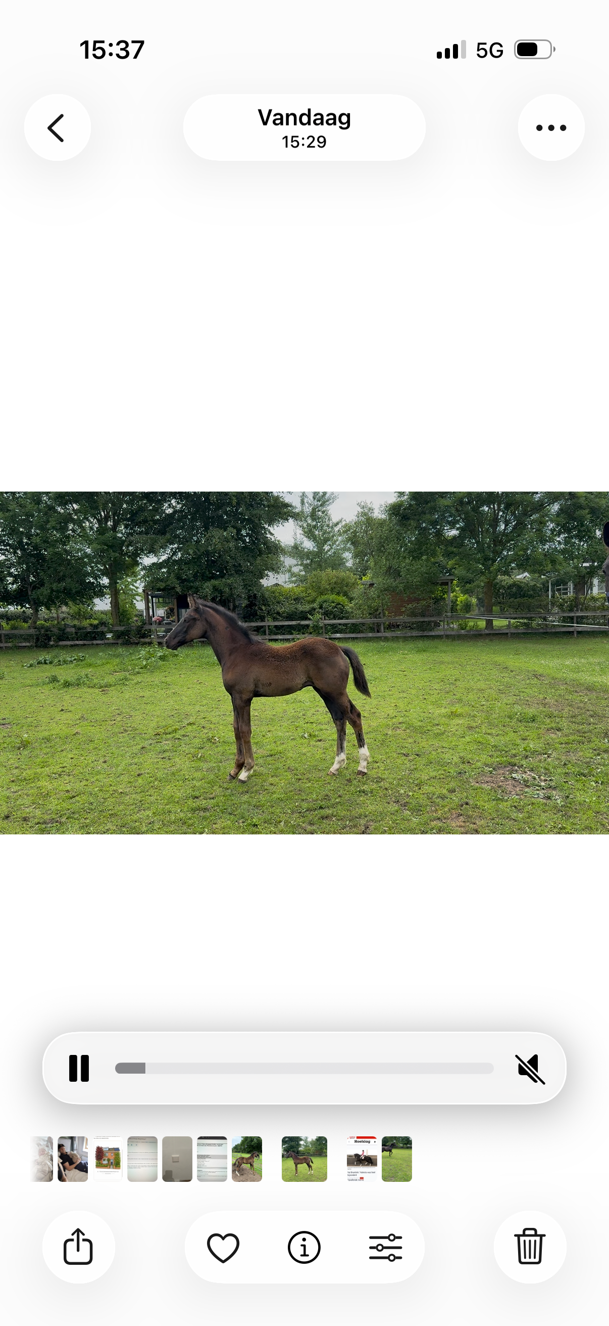 kwpn dressuurpaard hengst 0 سنوات zwart للبيع - صورة 2
