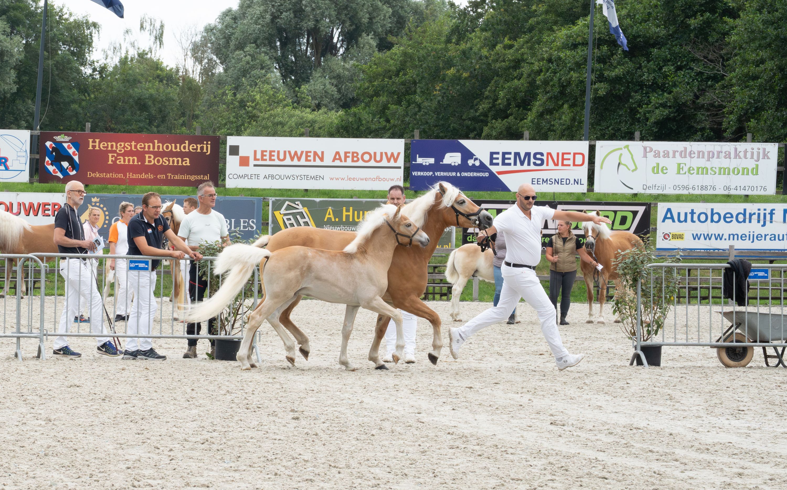 allrounder hengst 0 Jahre alt vos zu verkaufen - Foto 4