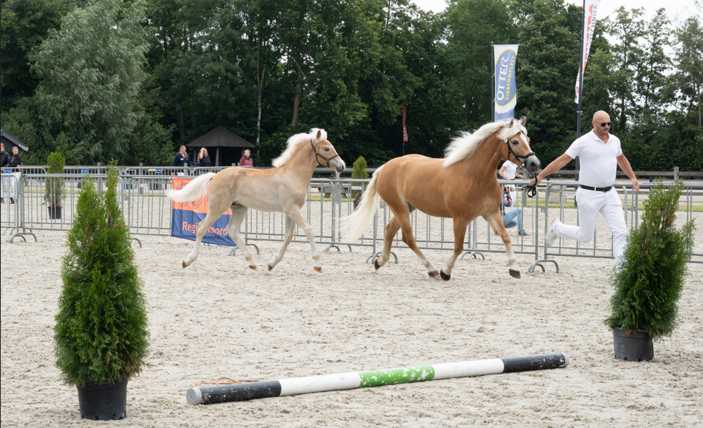 allrounder hengst 0 Jahre alt vos zu verkaufen - Foto 5