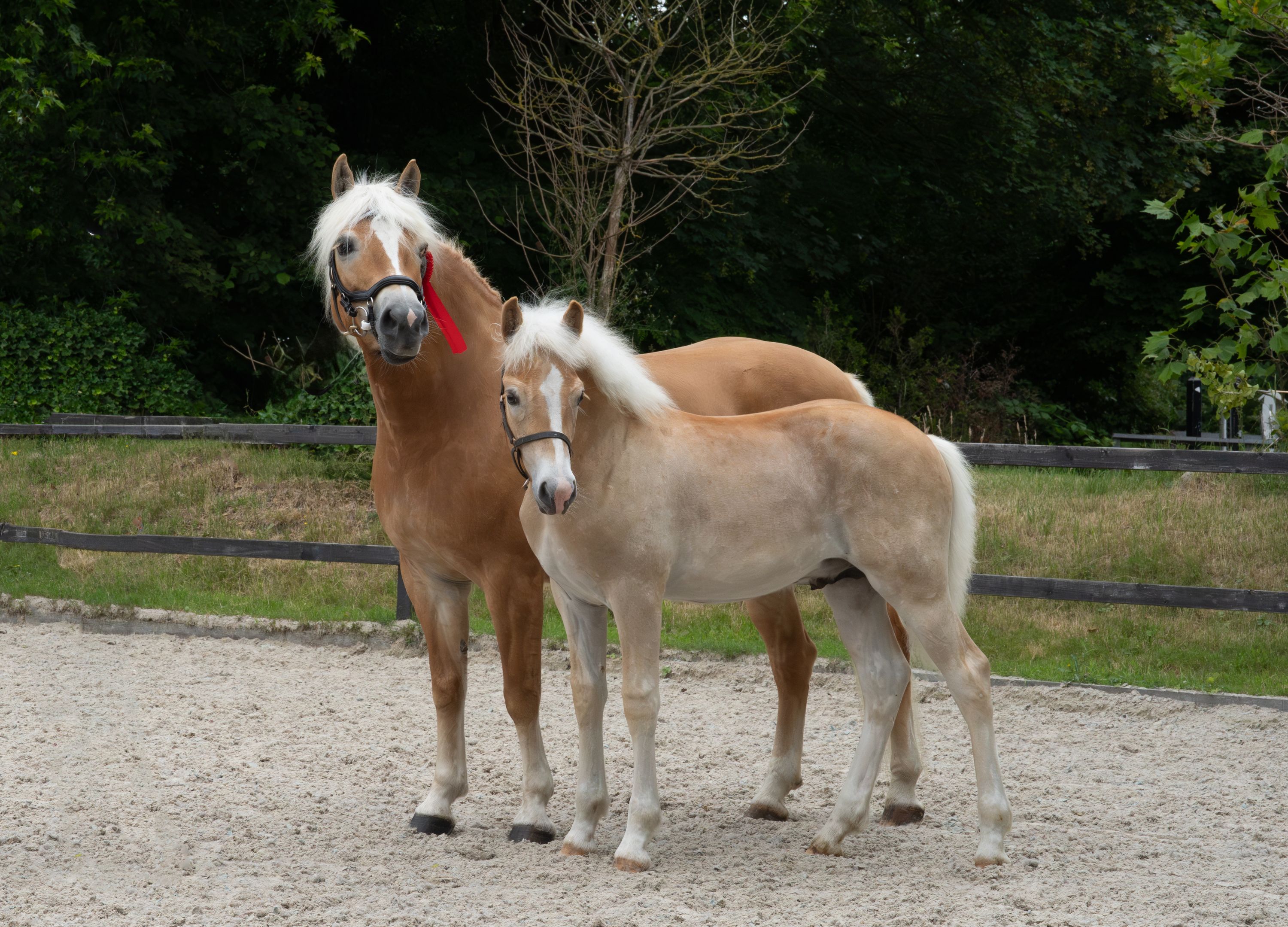 allrounder hengst 0 Jahre alt vos zu verkaufen - Foto 3