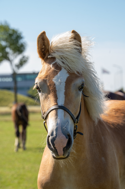 Wake Up SPE Haflinger