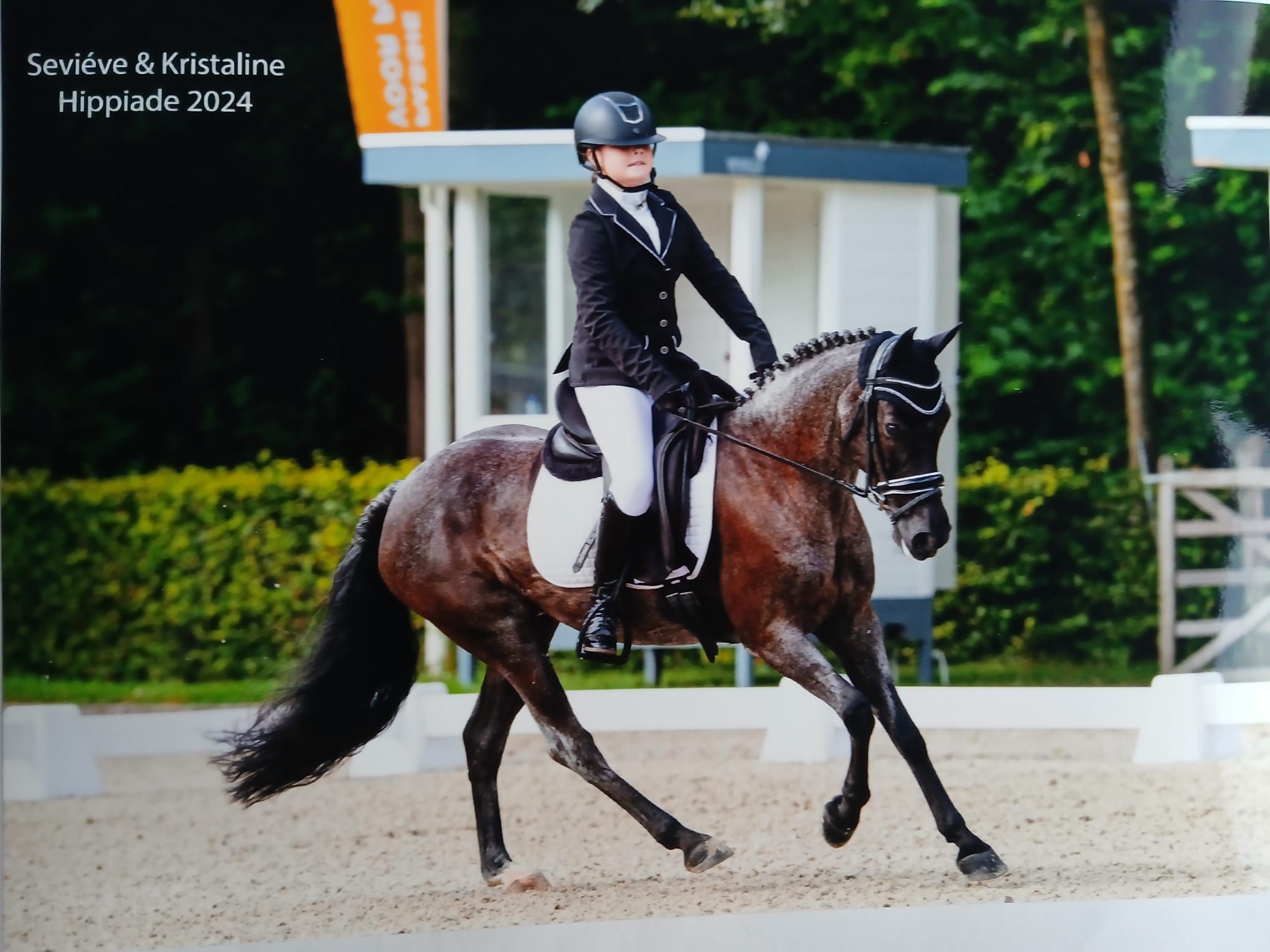 franse-pony allround-pony merrie 14 år roan til salgs - Foto 6
