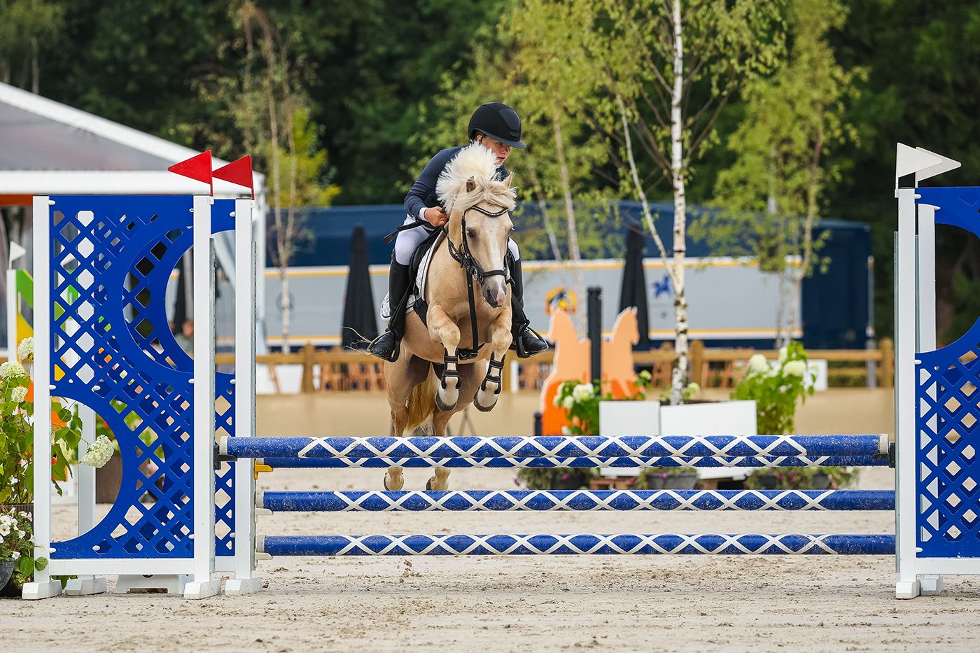ander allround-pony ruin 4 jaar palomino te koop - Foto 2
