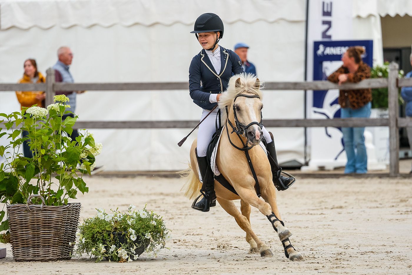 ander allround-pony ruin 4 jaar palomino te koop - Foto 3
