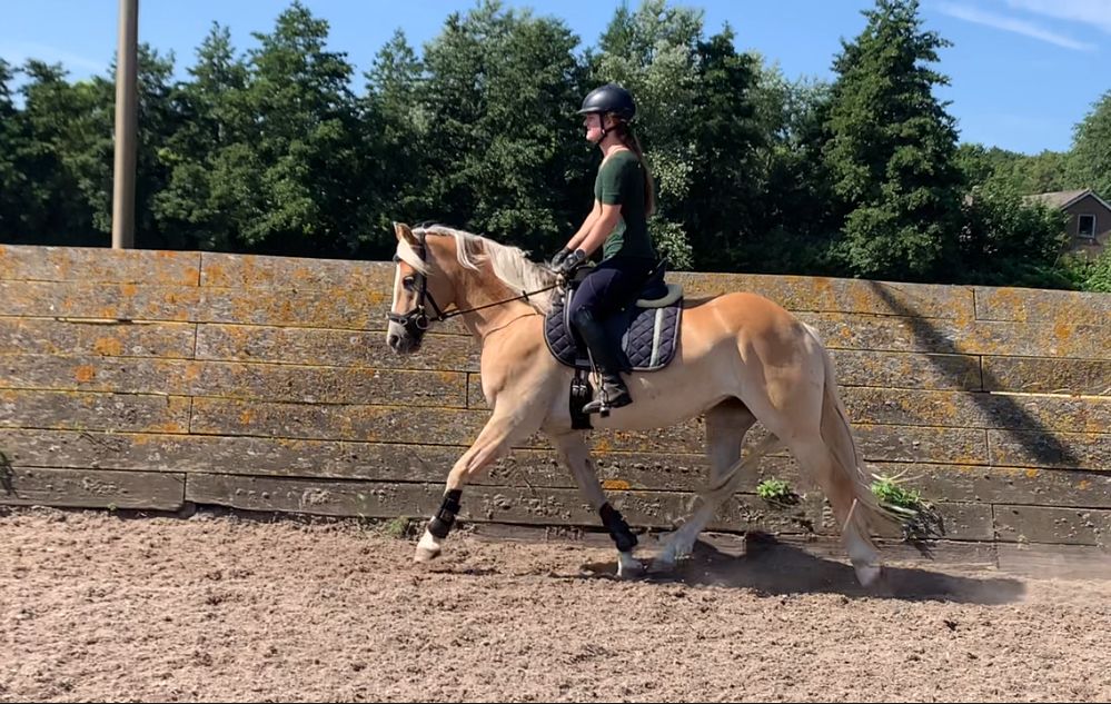 haflinger allround-pony merrie 3 jaar vos te koop - Foto 4