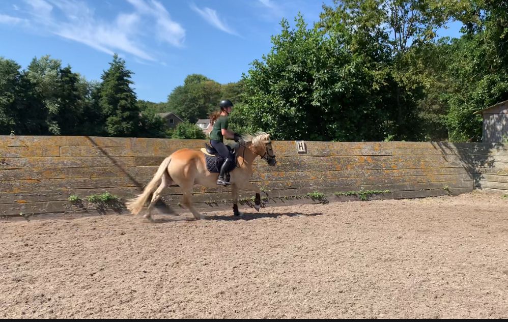 haflinger allround-pony merrie 3 jaar vos te koop - Foto 5