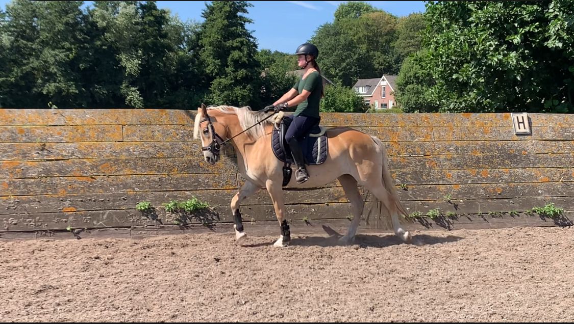 haflinger allround-pony merrie 3 jaar vos te koop - Foto 3