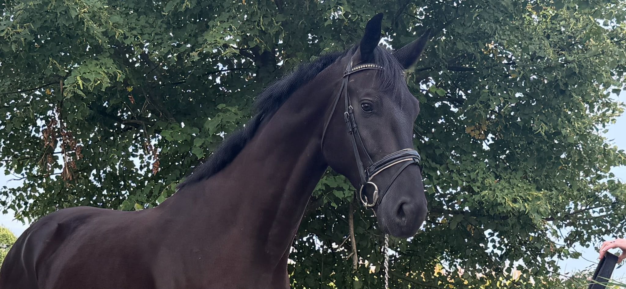 5歳 黒鹿毛 障害馬場用せん馬