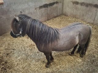 andere hengst 11 let andere-kleur na prodej - Foto 2