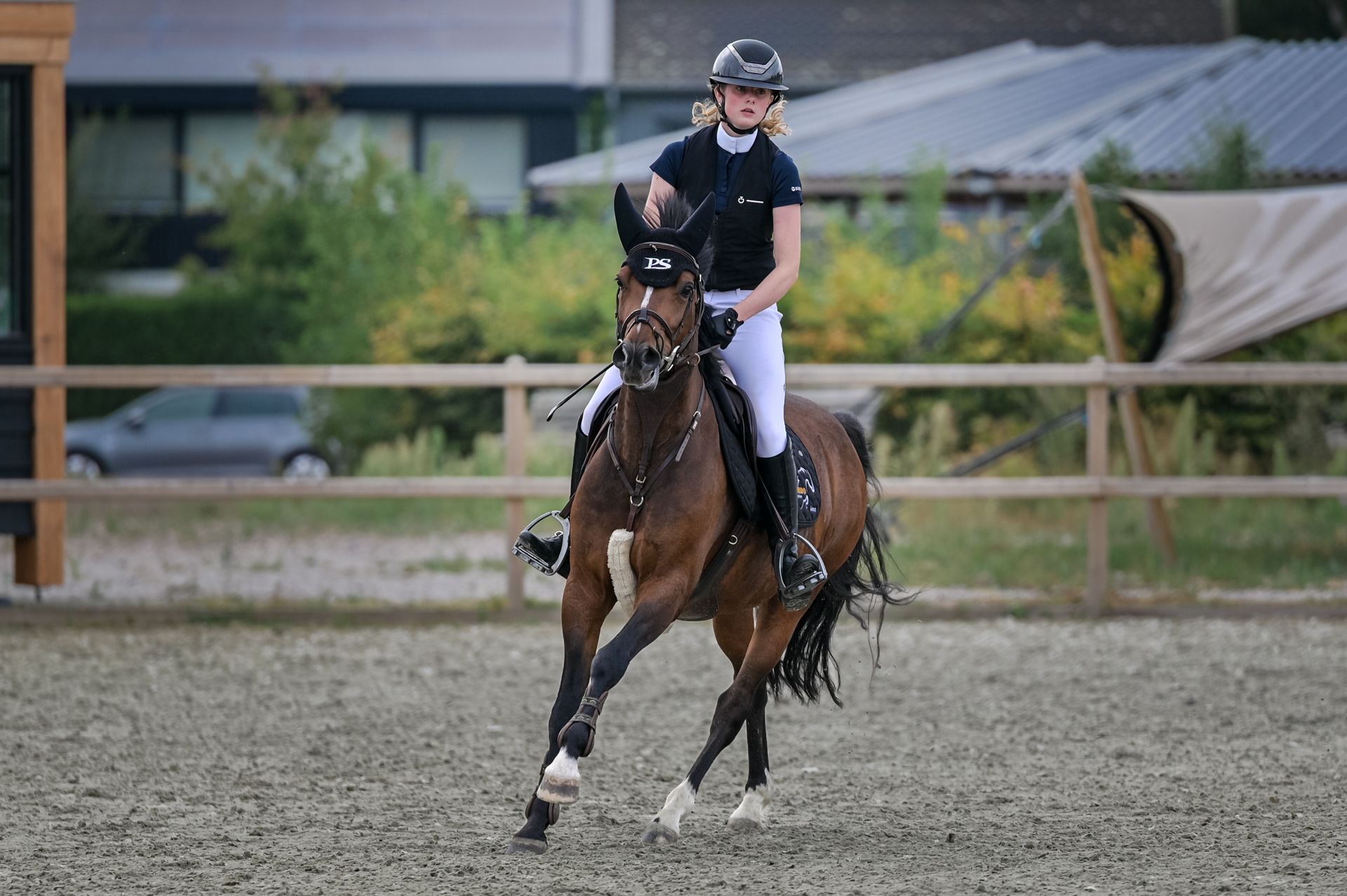 welsh springpony ruin 8 år donkerbruin till salu - Foto 3