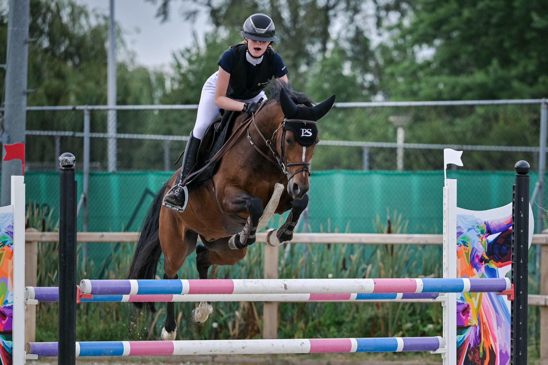 welsh springpony ruin 8 år donkerbruin till salu - Foto 4
