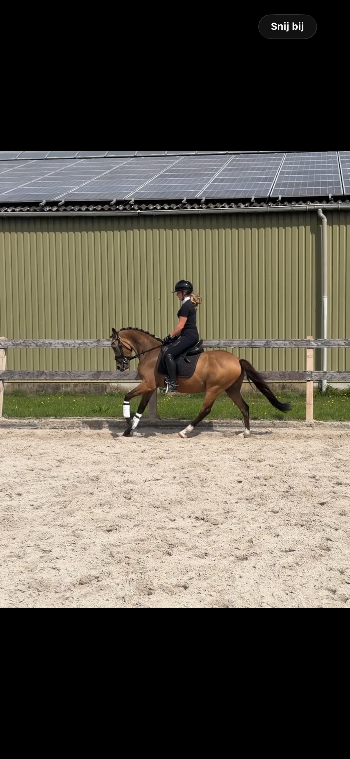 nrps dressuurpony ruin 3 ani andere-kleur de vânzare - Foto 4