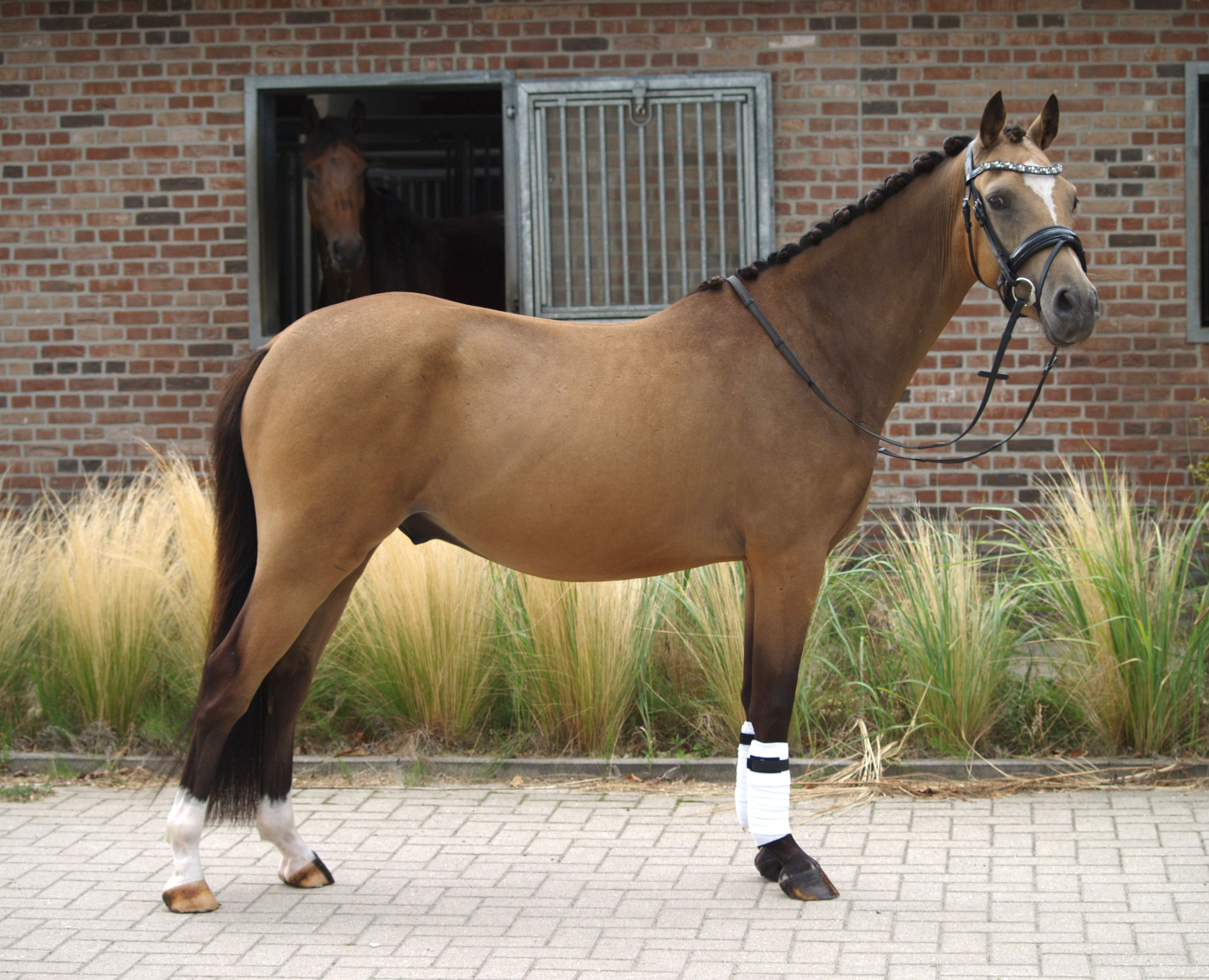 nrps dressuurpony ruin 3 ani andere-kleur de vânzare - Foto 2