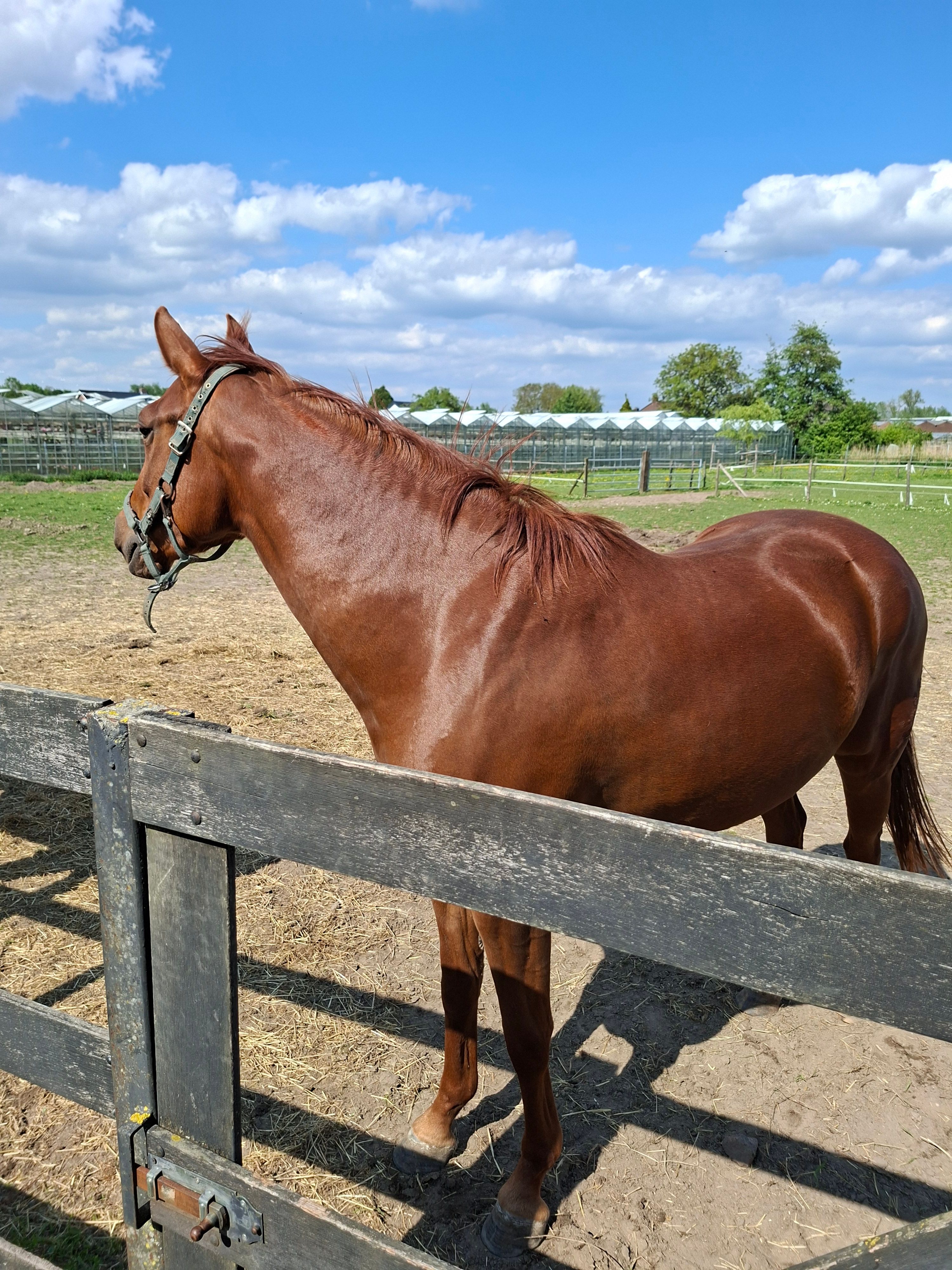 KWPN dressuurpaard Merrie 3 años Vos en venta - Foto 5