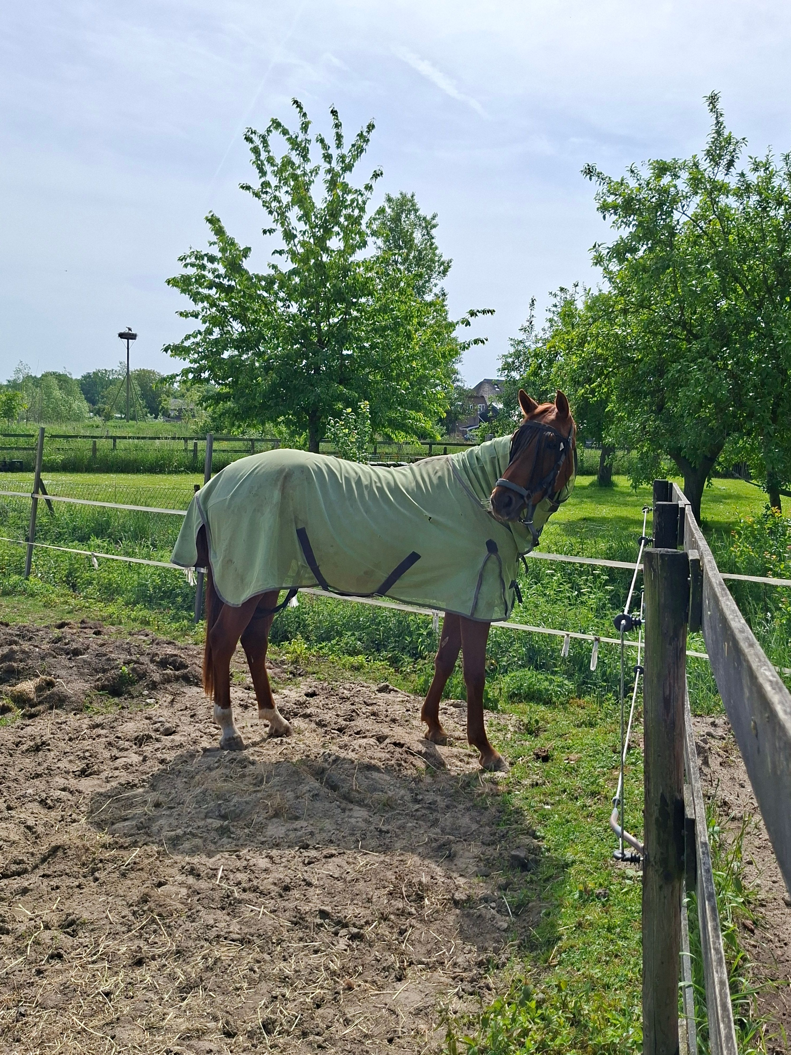 KWPN dressuurpaard Merrie 3 años Vos en venta - Foto 6